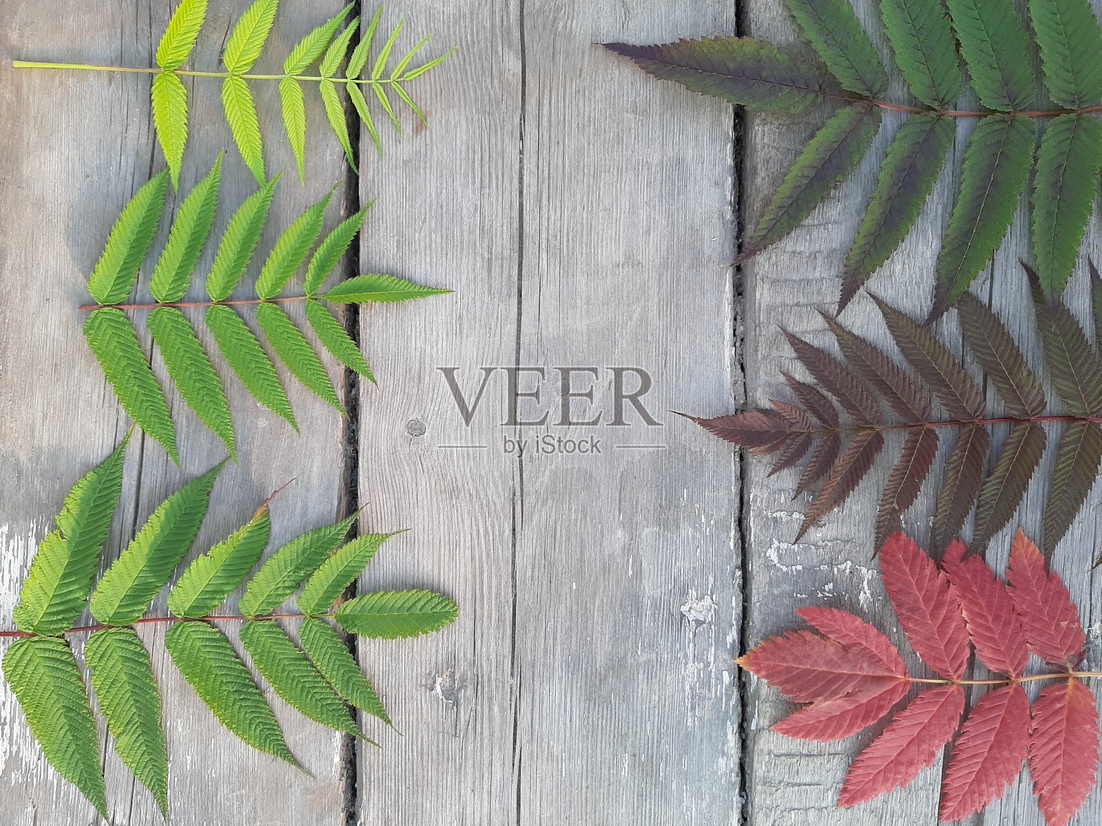 秋天。白蜡树的叶子放在用旧木板做成的木制背景上照片摄影图片