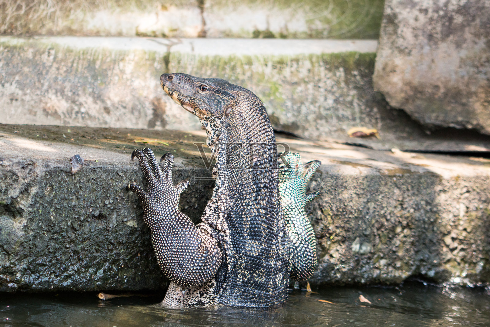 泰国曼谷一条运河里的巨蜥照片摄影图片