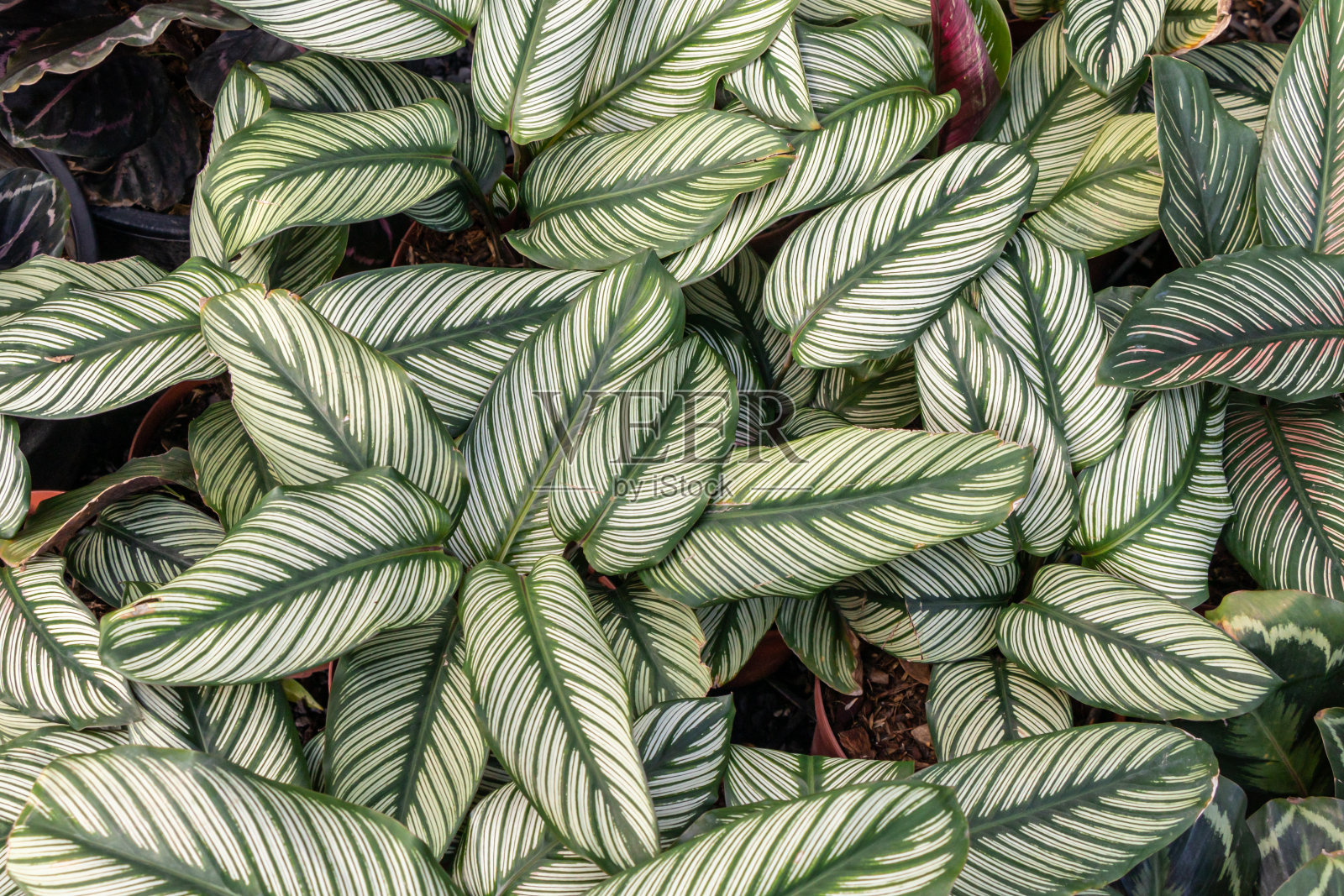 花园中的祈祷植物。绿叶背景。照片摄影图片