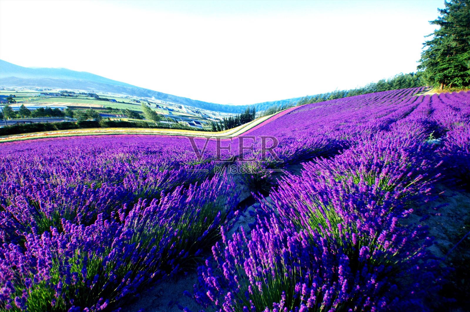 美丽的Biei花园照片摄影图片
