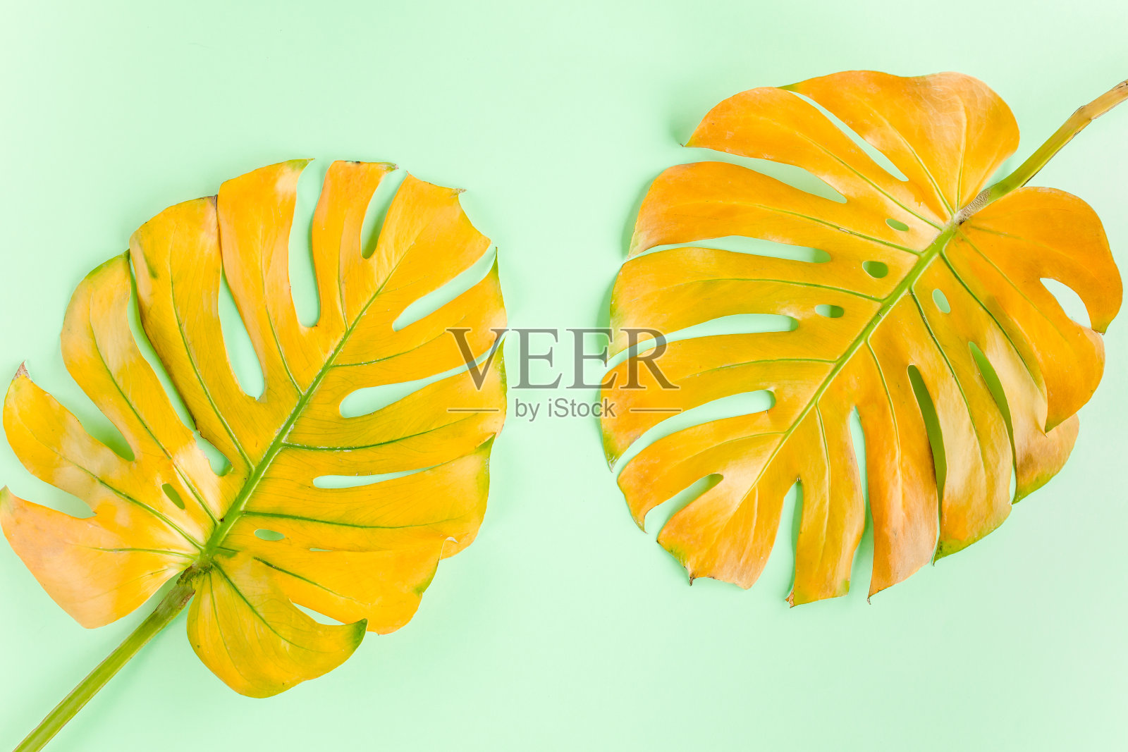 热带黄色棕榈叶在绿色背景上。平躺,俯视图照片摄影图片