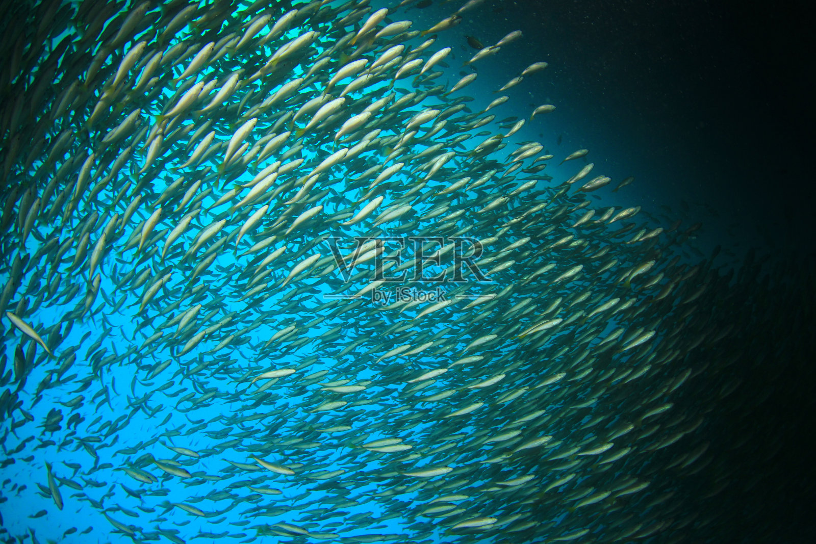 鲷鱼在珊瑚礁上方的海洋中成群游动照片摄影图片