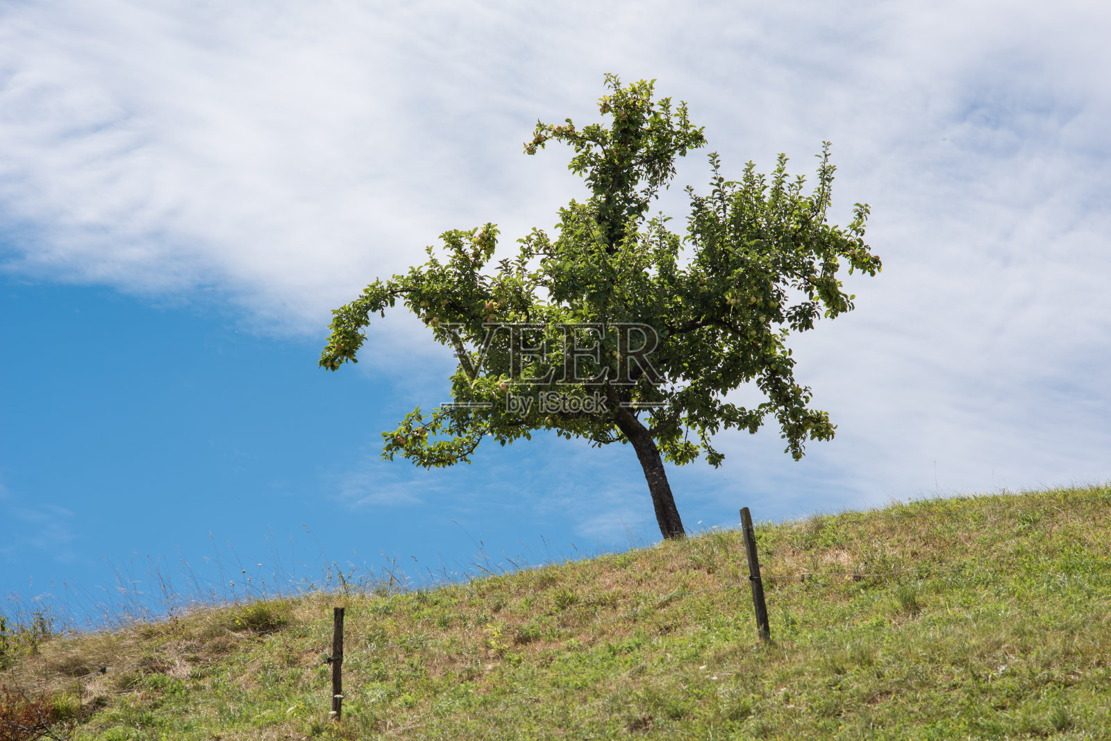苹果树照片摄影图片