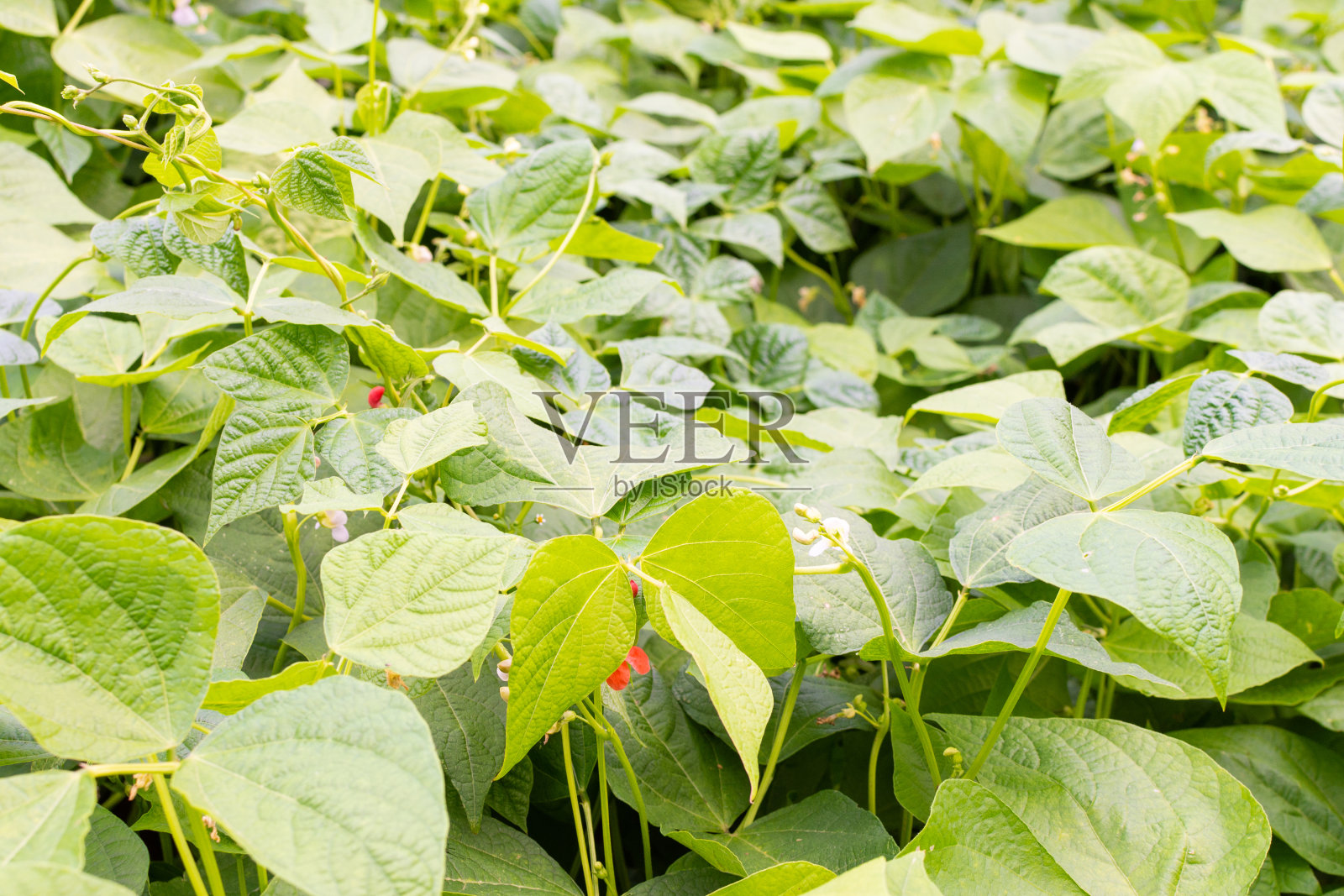 青豆苗圃照片摄影图片