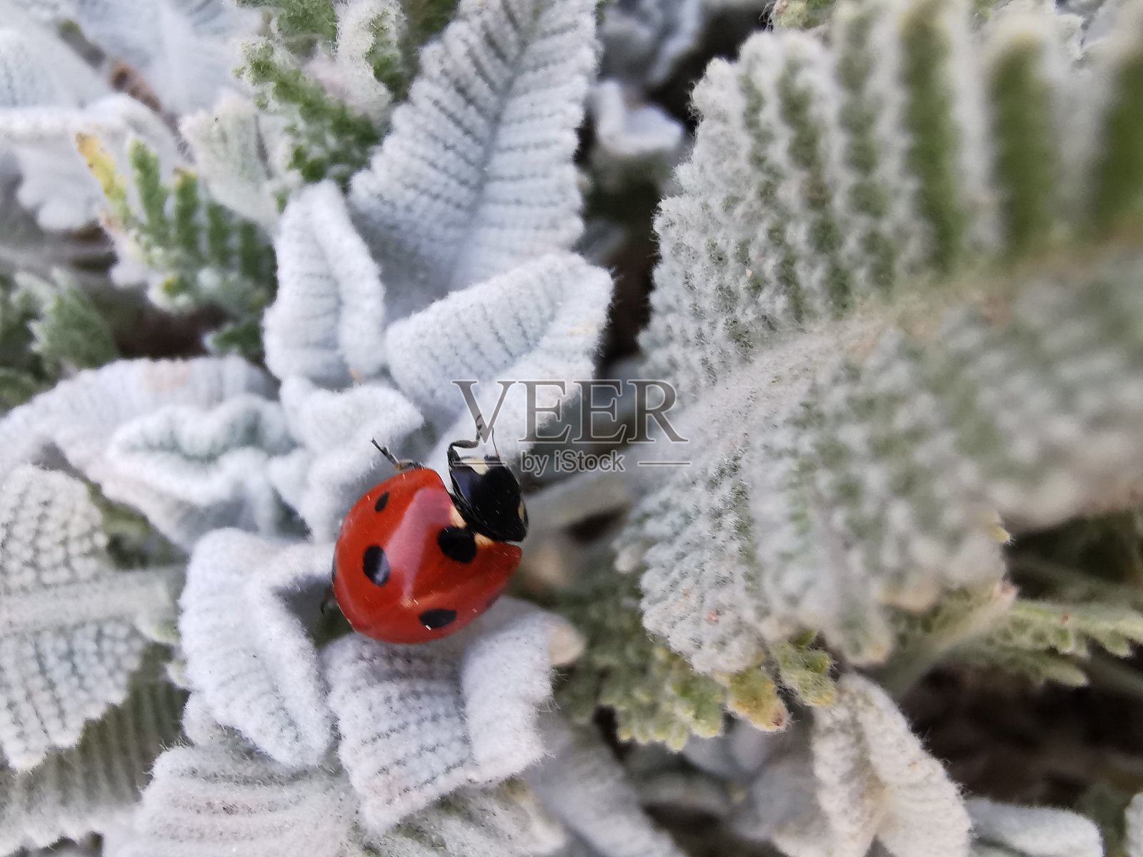 瓢虫在柔软的白色植物上照片摄影图片