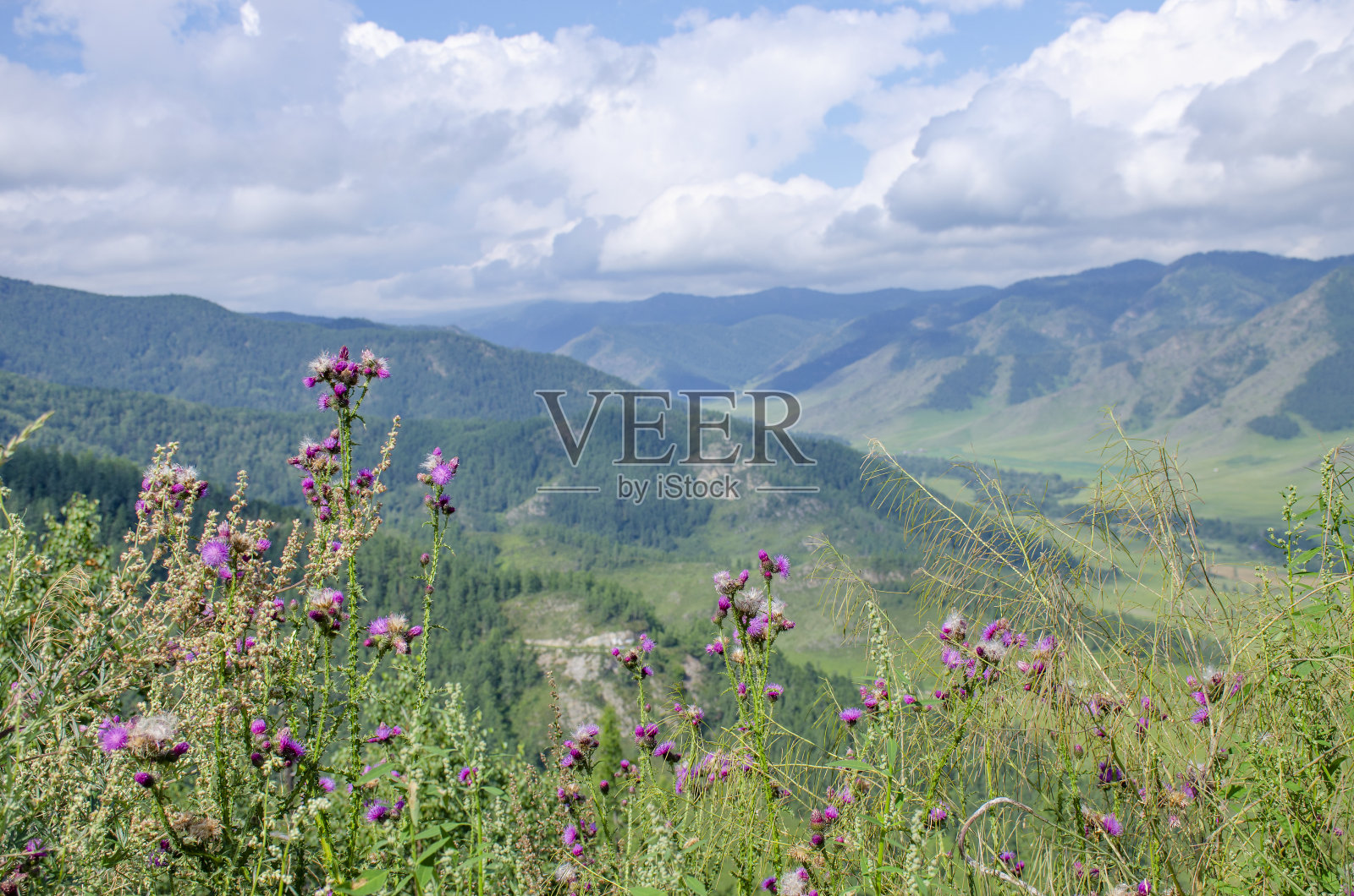 俄罗斯阿尔泰山脉的森林和植物景观照片摄影图片