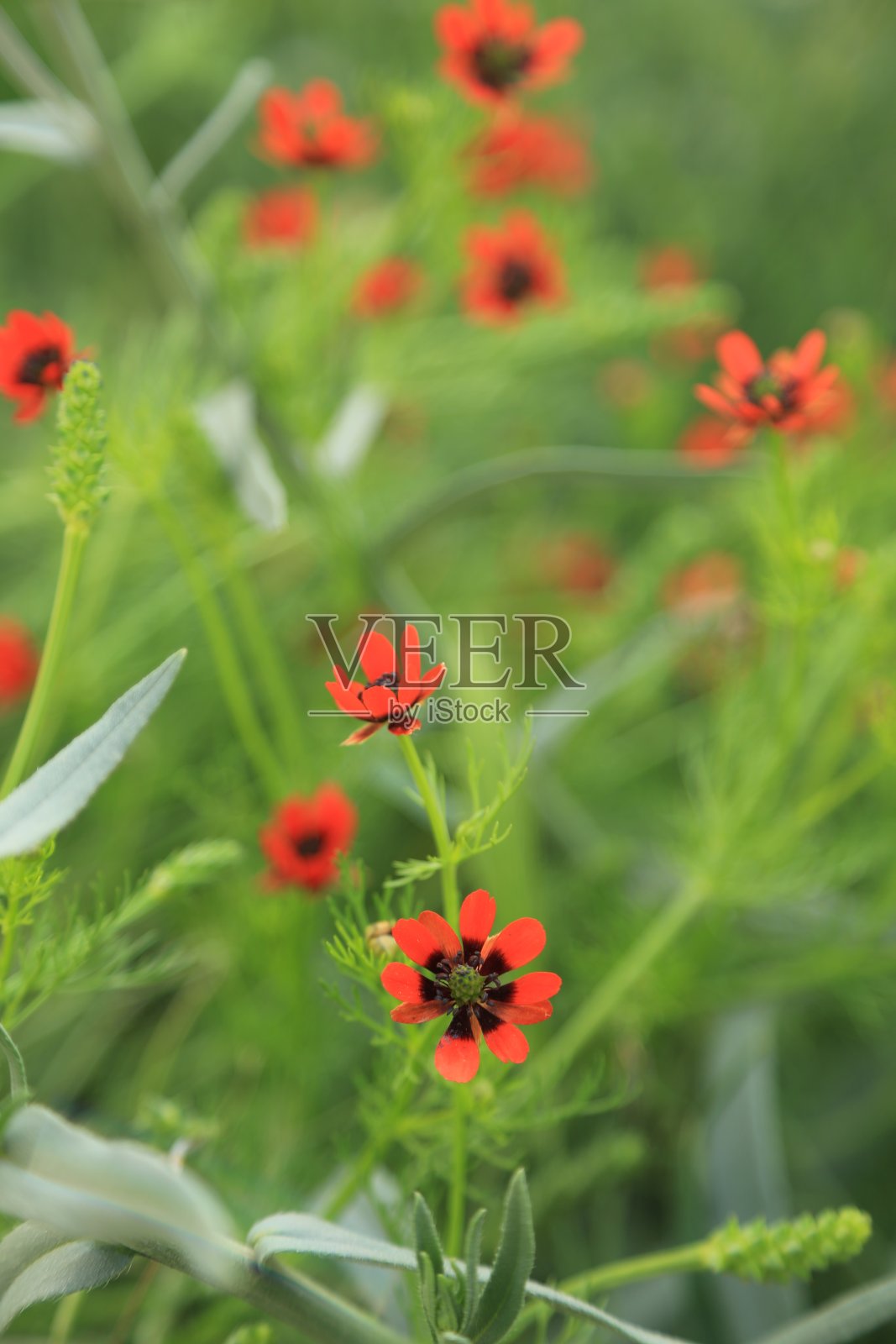 美丽的红色的花照片摄影图片