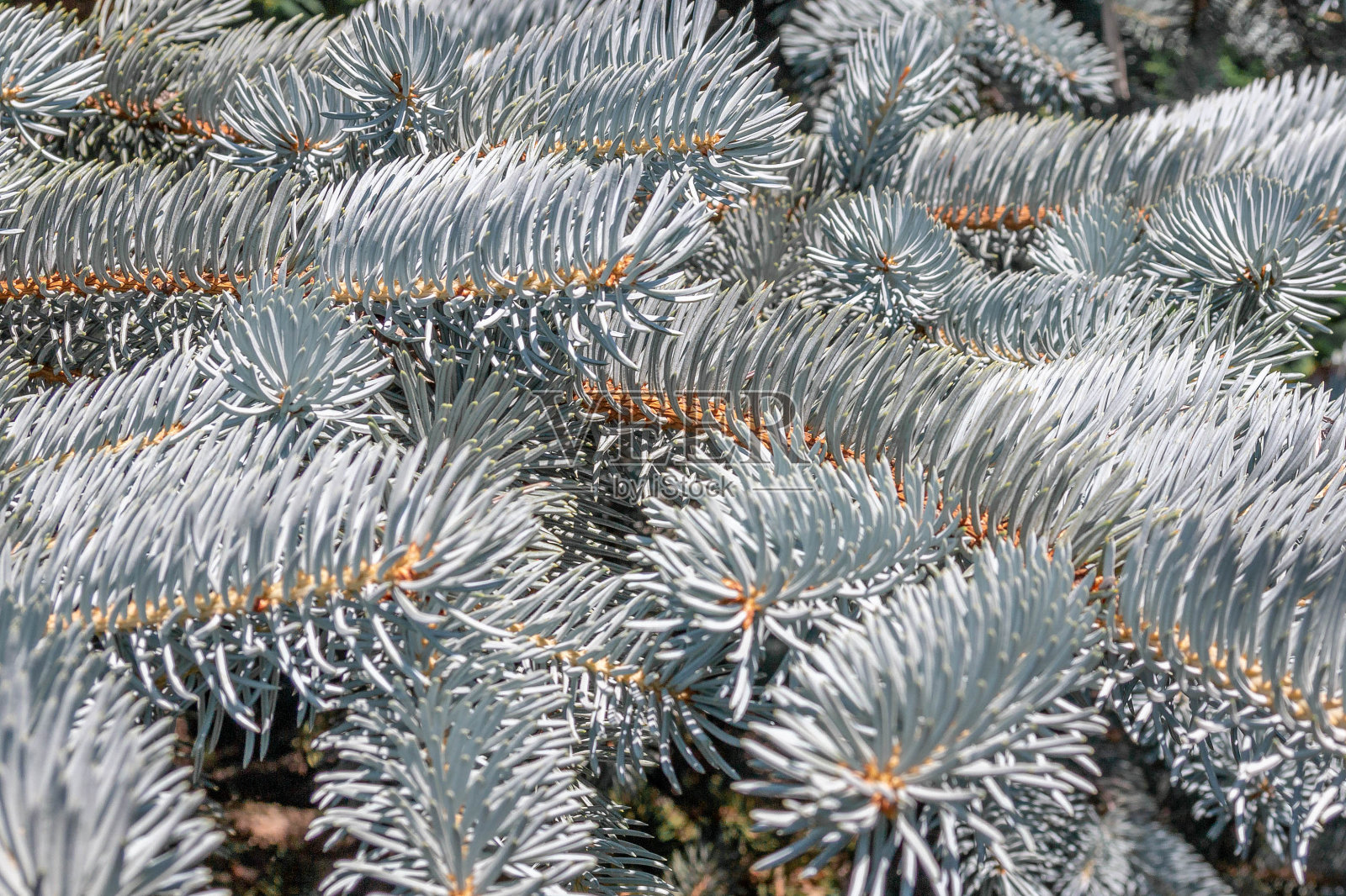 蓝色云杉枝的背景蓝色云杉枝和明亮的针的背景照片摄影图片