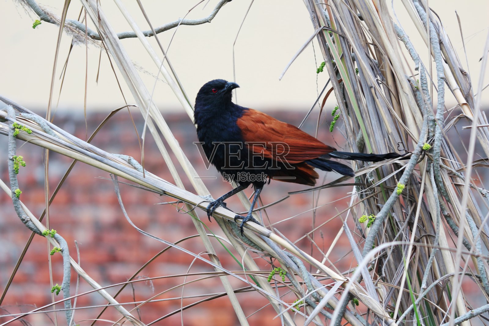 大Coucal照片摄影图片