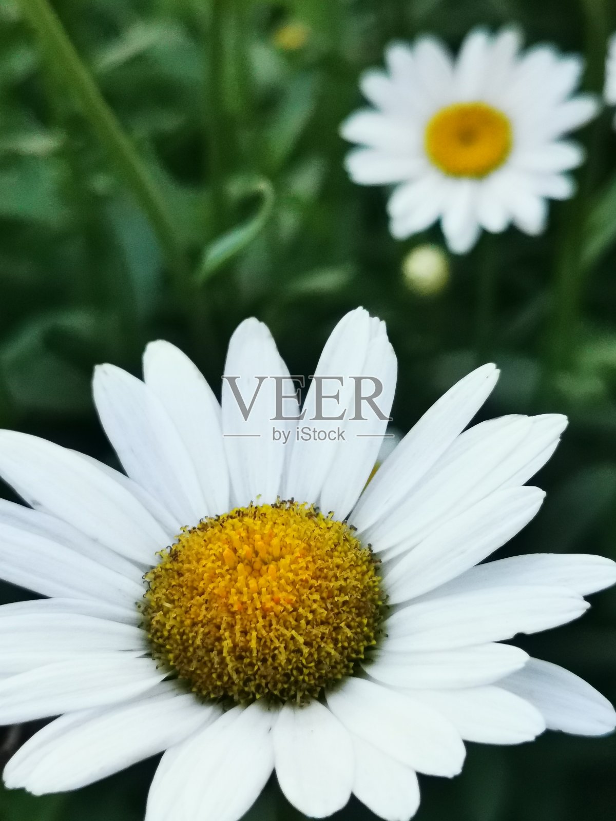 花照片摄影图片