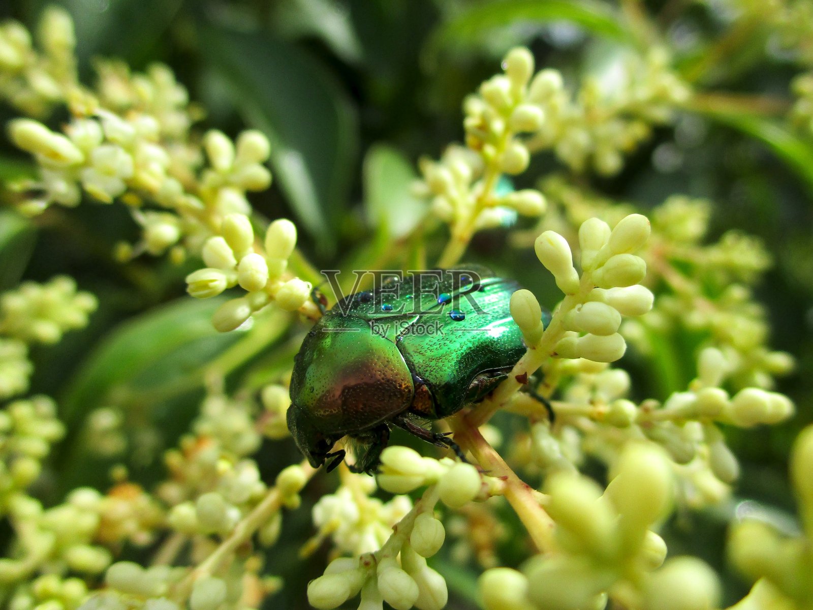 雨后照片摄影图片