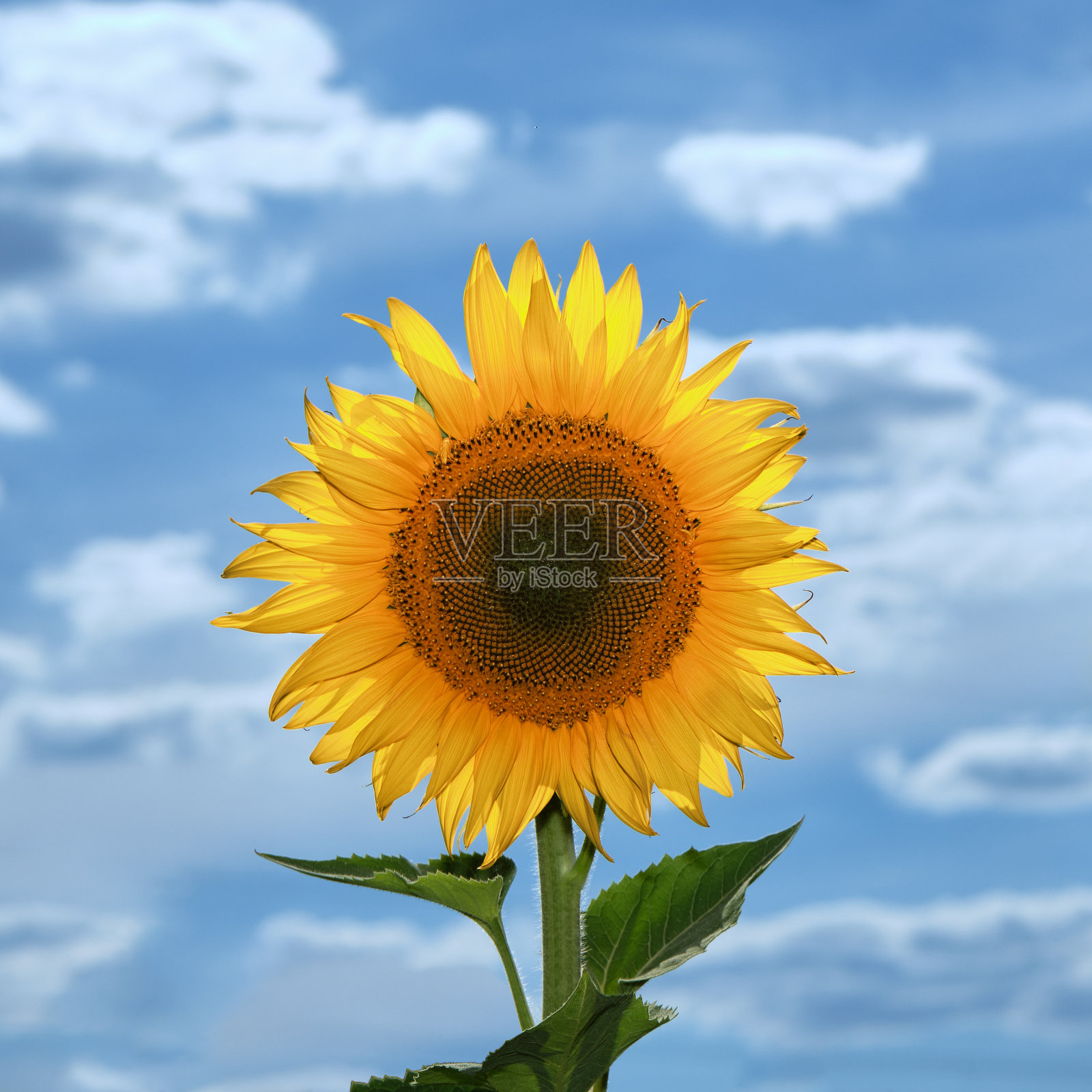 盛开的向日葵近距离对着蓝天照片摄影图片