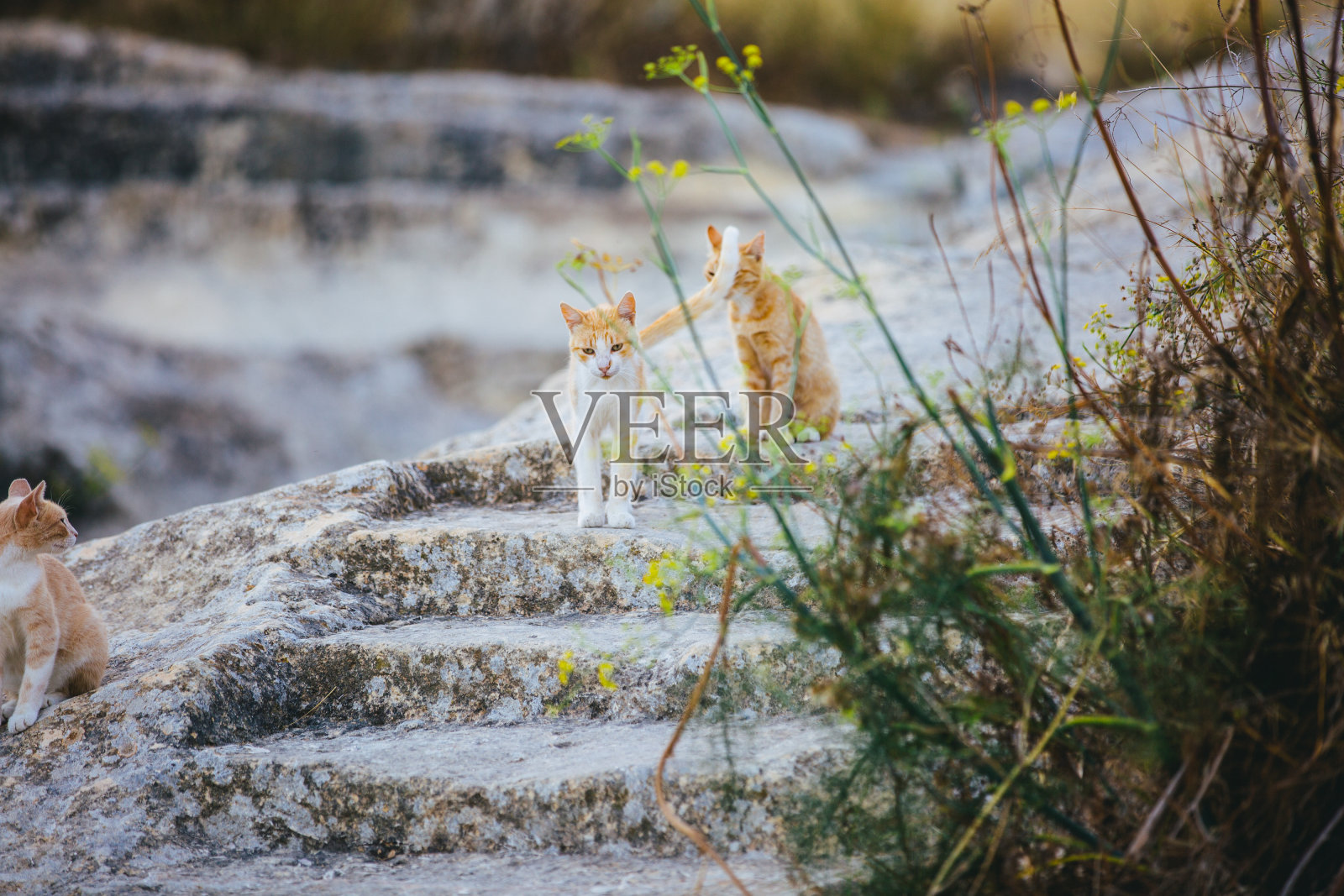 在一段楼梯上的流浪猫照片摄影图片