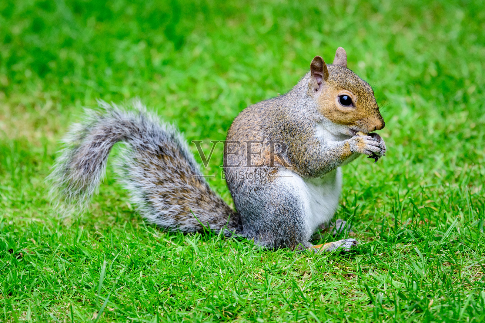 夏天的一天,一只小松鼠在公园的绿草中寻找食物照片摄影图片