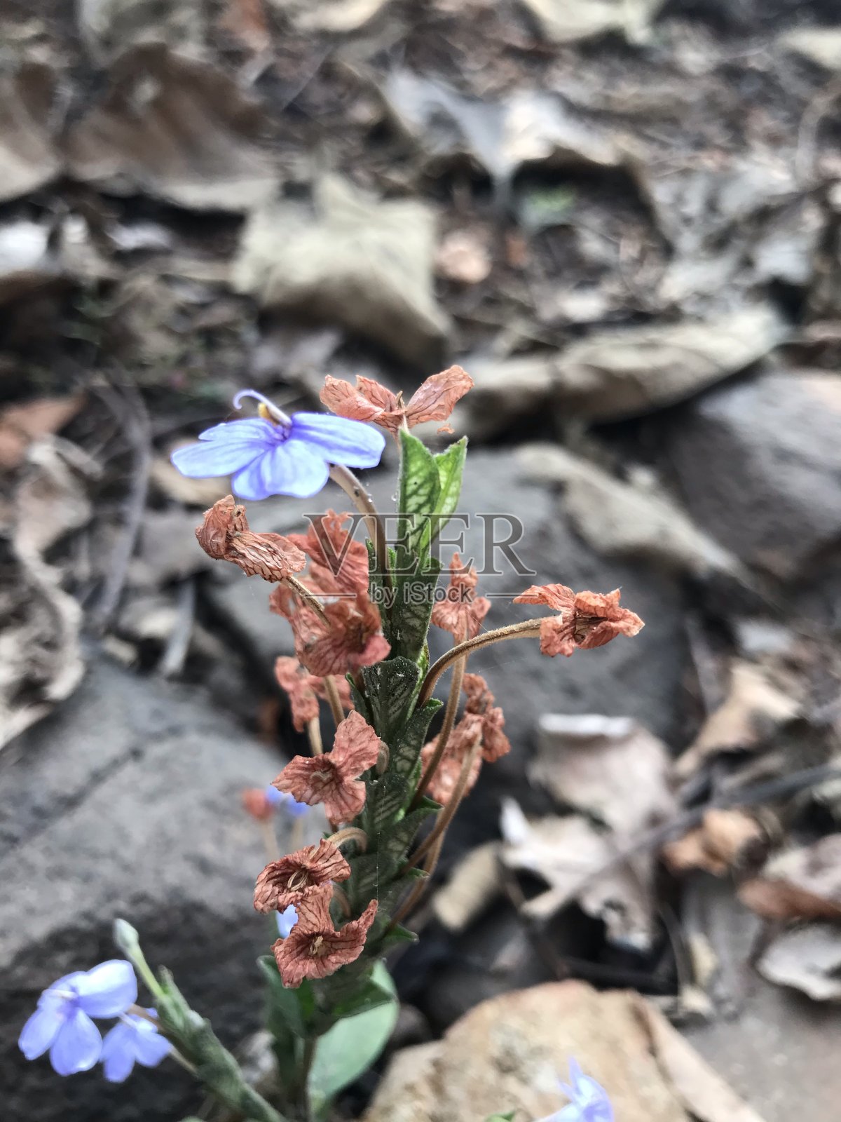 蓝花照片摄影图片