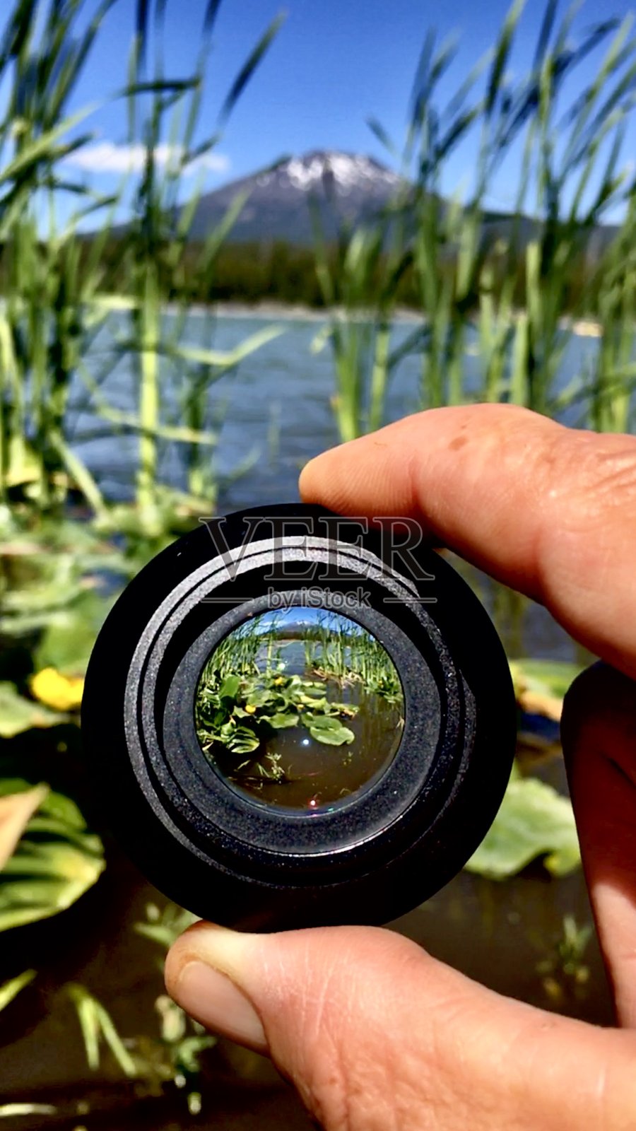 大黄睡莲/多花苞-特写-微距摄影镜头照片摄影图片