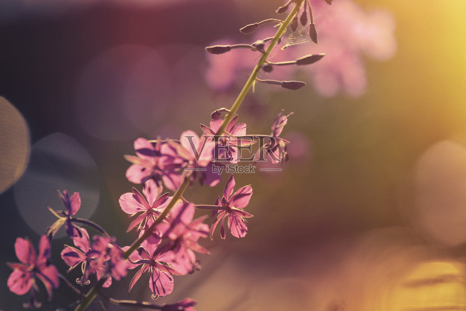 杂草盛开照片摄影图片