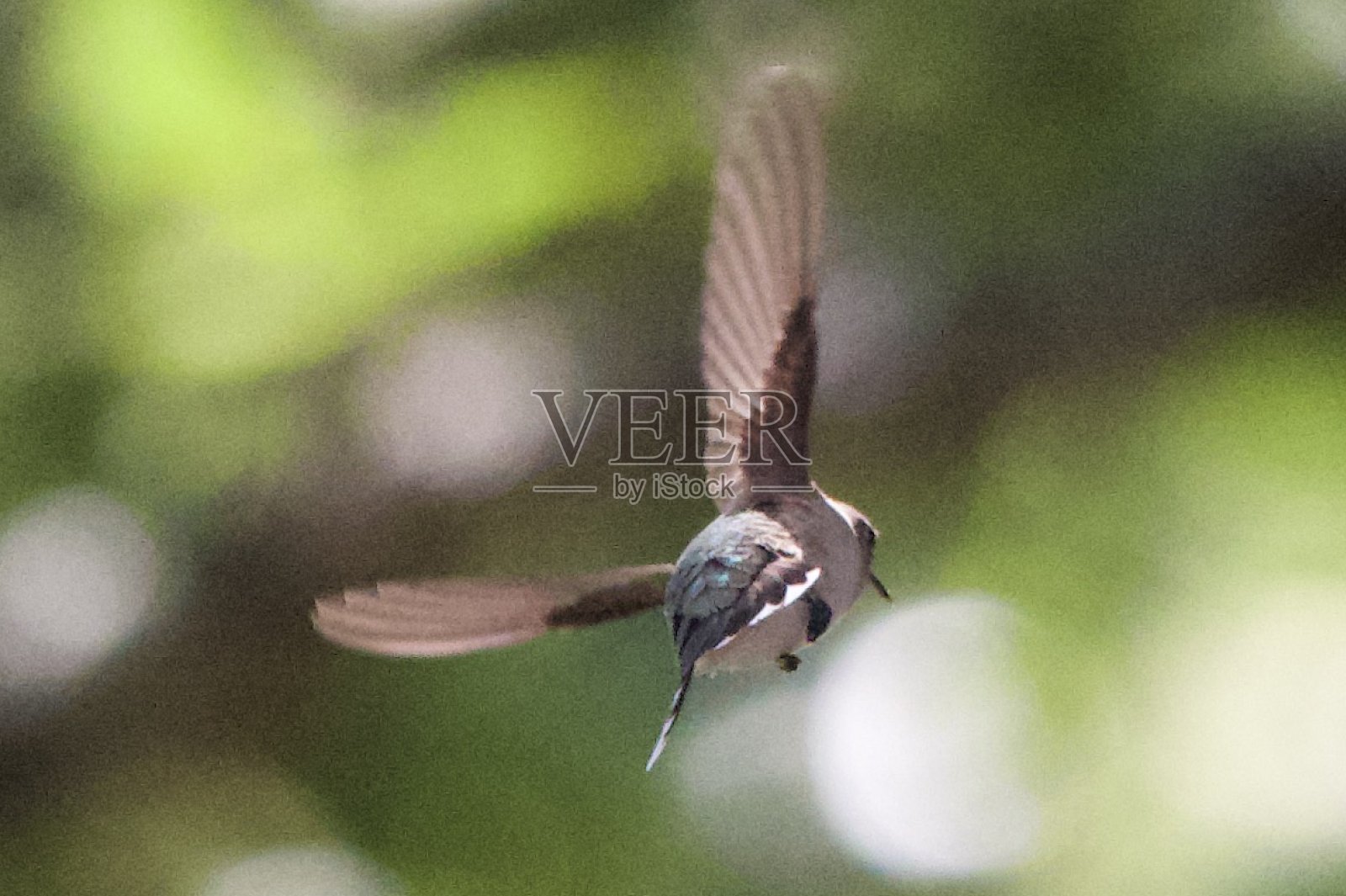 俄克拉何马州蜂鸟照片摄影图片