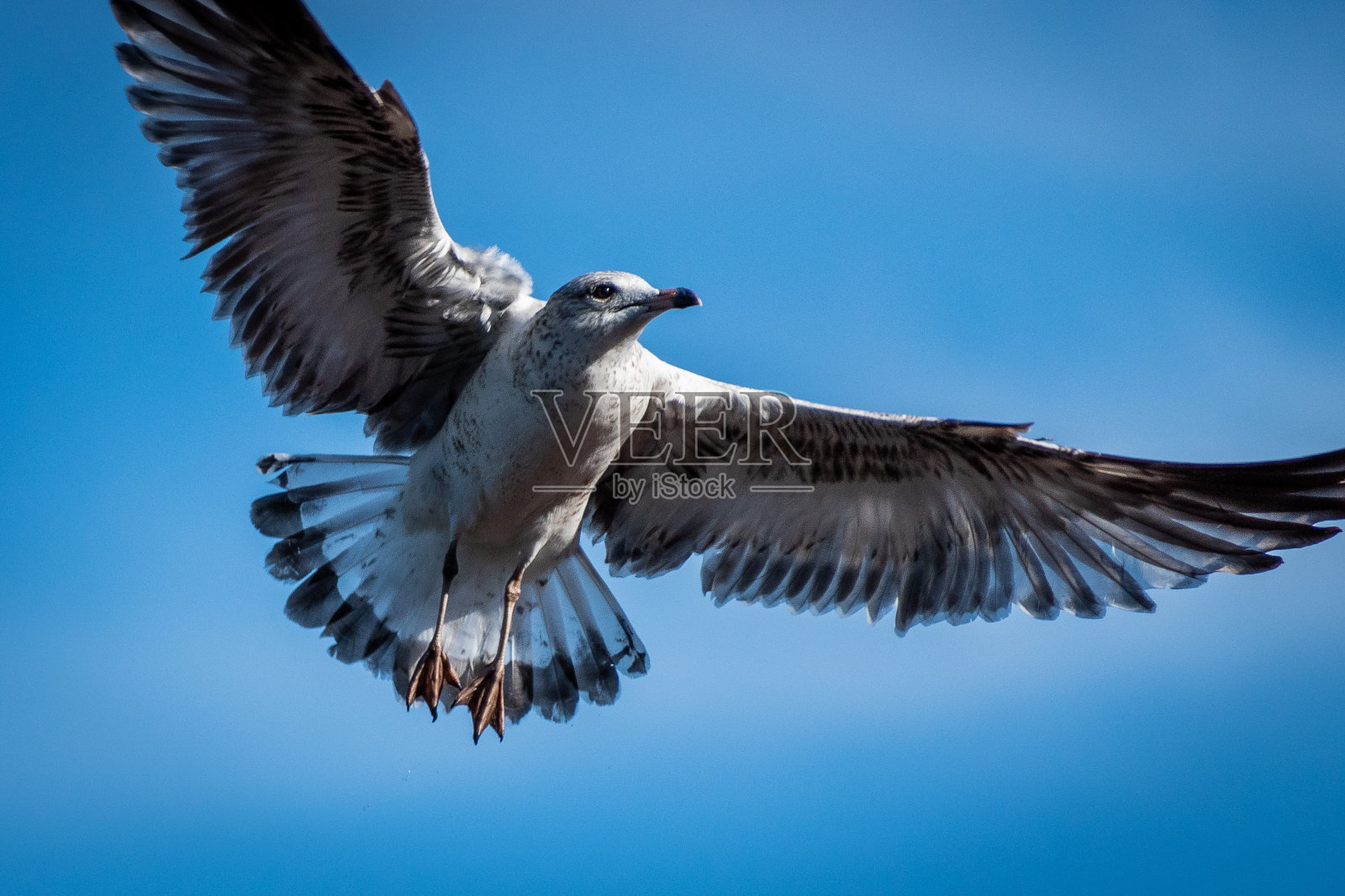 海鸥在飞照片摄影图片