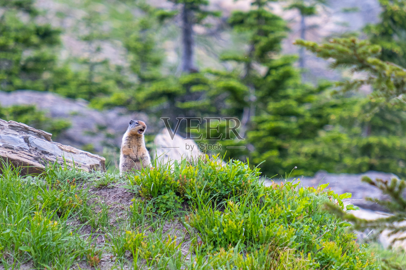 草原土拨鼠在蒙大拿山区演唱照片摄影图片