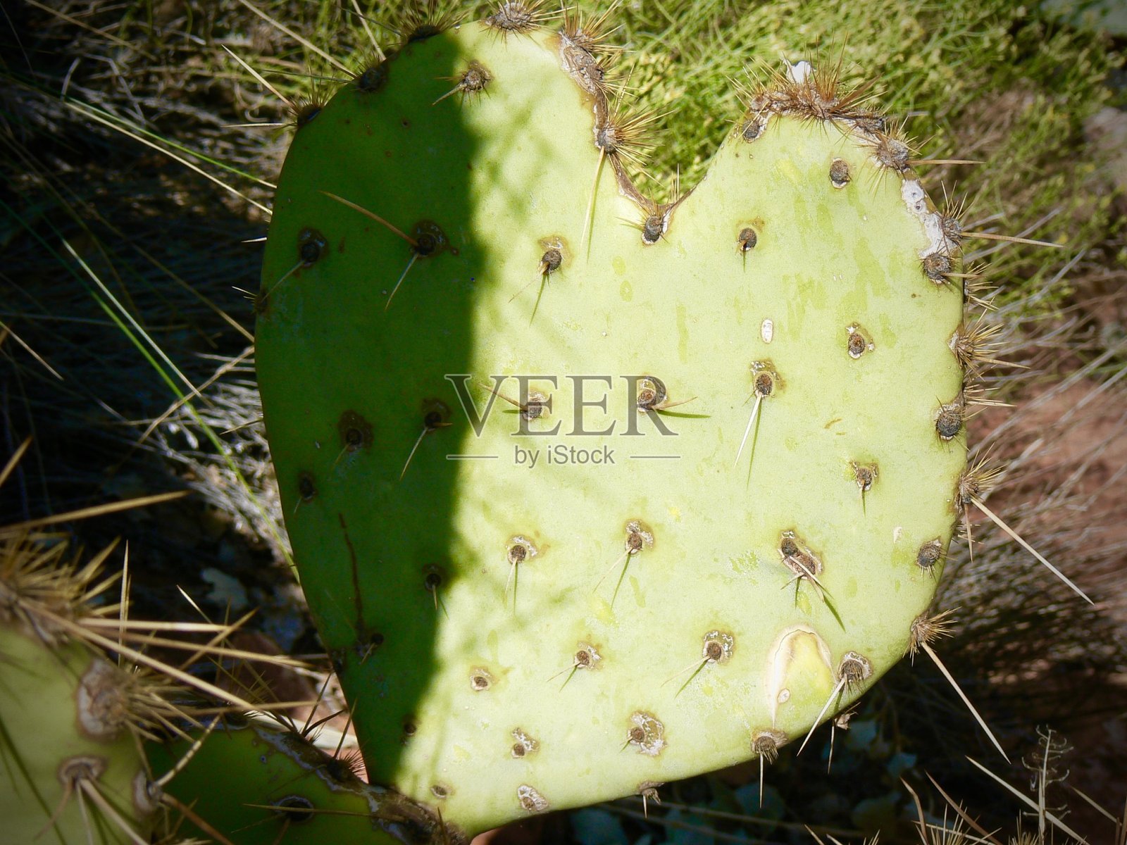 仙人掌的爱照片摄影图片