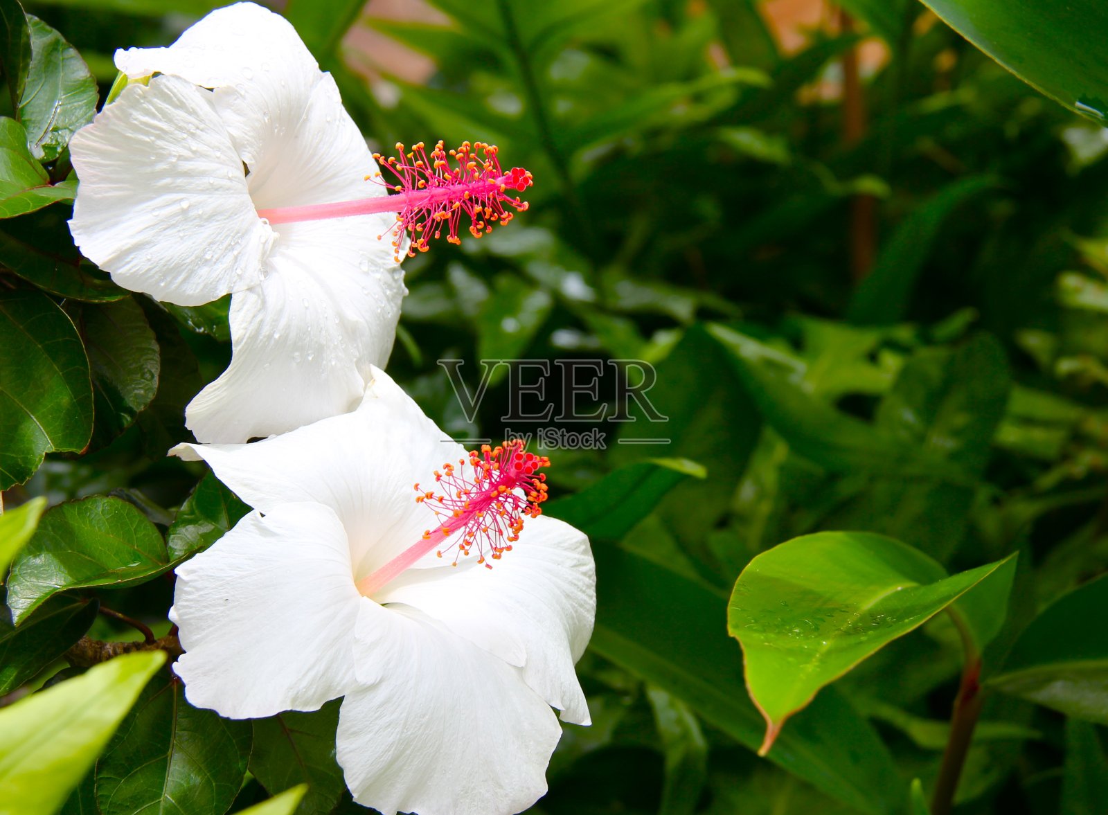 白芙蓉照片摄影图片