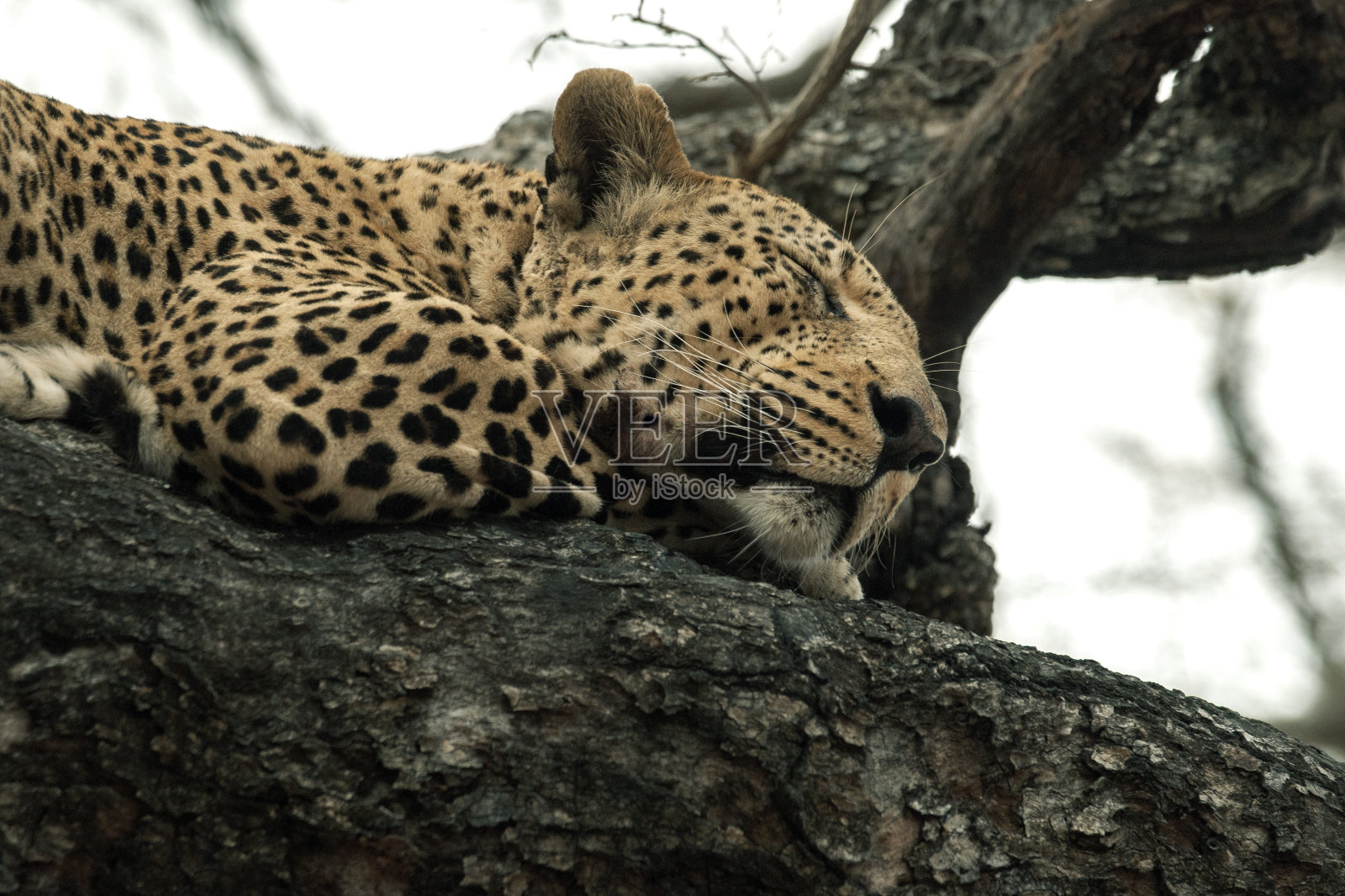 豹子在树枝上酣睡照片摄影图片