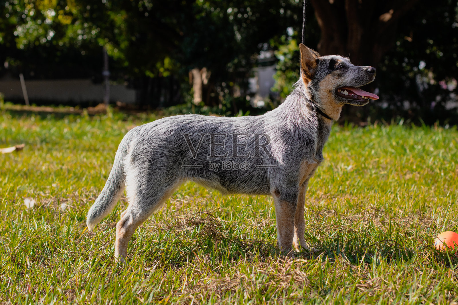 公园里的希勒狗舍里的小狗照片摄影图片