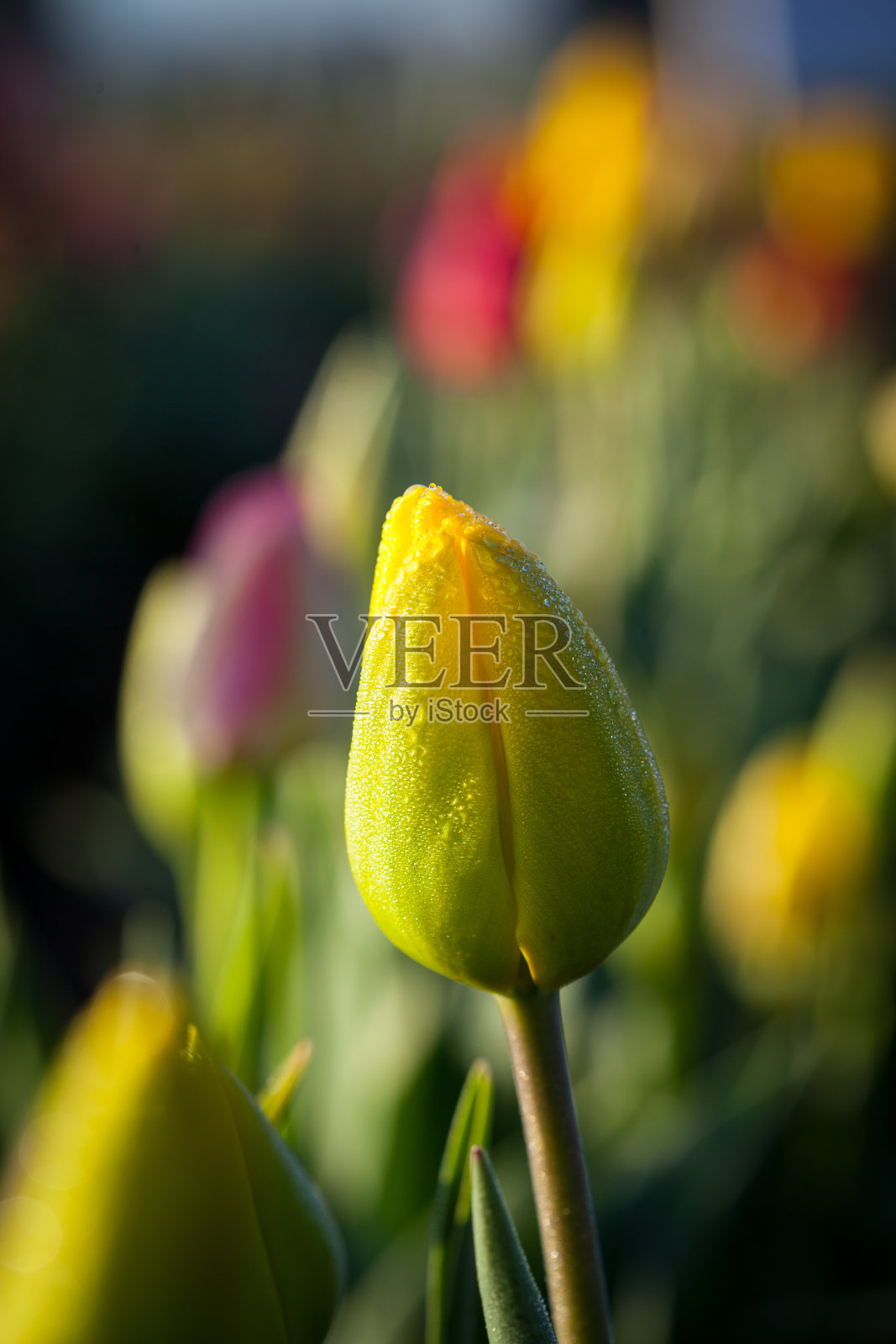 郁金香在黎明照片摄影图片