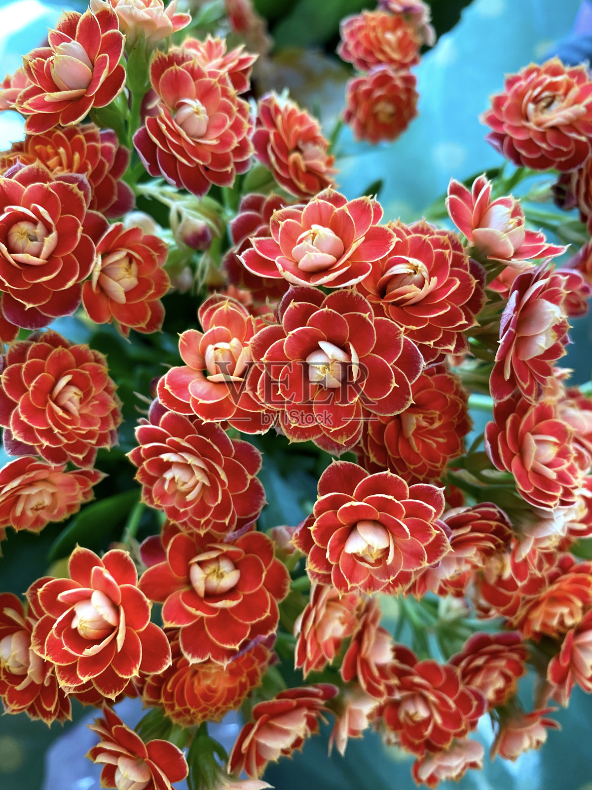 红色卡兰乔植物的特写照片摄影图片