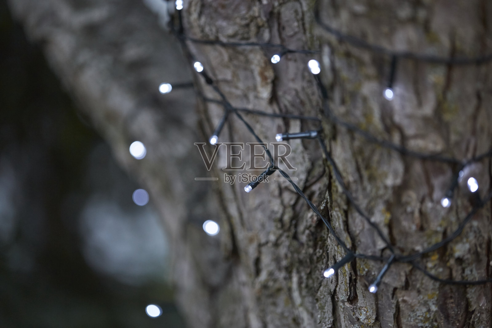灯光缠绕着一棵树照片摄影图片