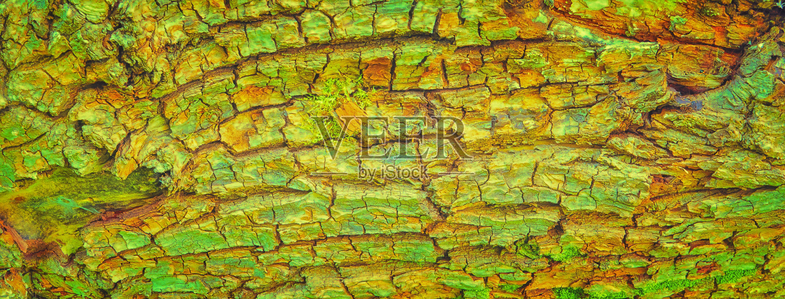 自然背景的纹理树皮在抽象的颜色。照片摄影图片