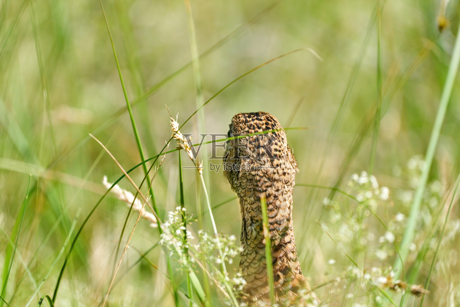一只野鸡鸟头,站在一片草地中间的田野花草中。从背后看照片摄影图片