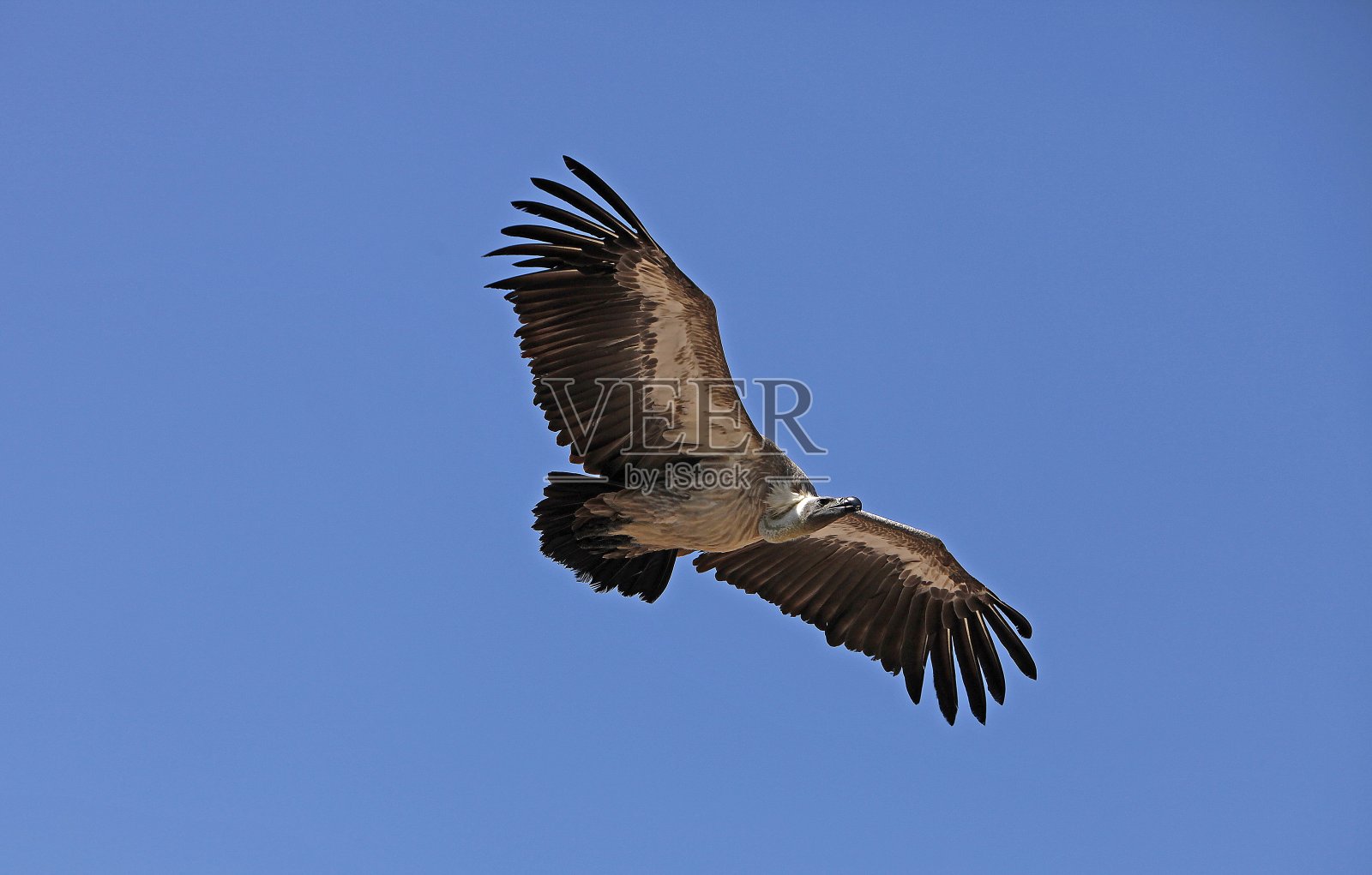 非洲白背秃鹫,非洲吉普赛人,在飞行对抗蓝天,肯尼亚照片摄影图片
