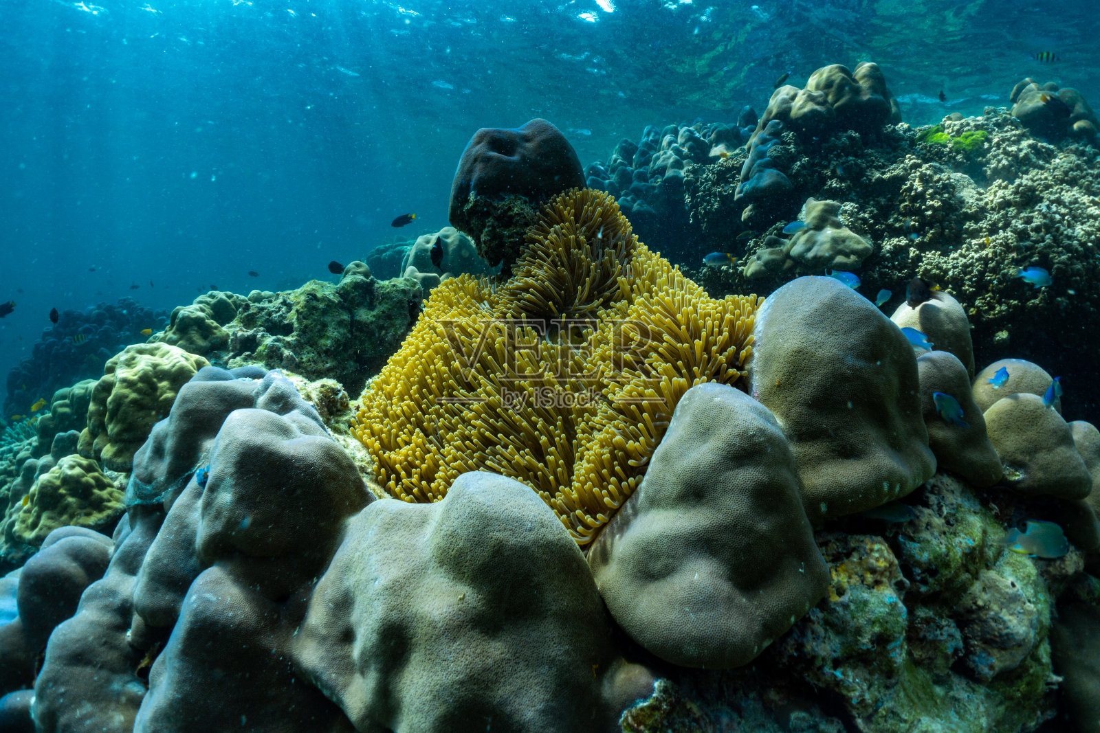 水下有珊瑚礁和鱼类;苏林群岛的海;Phang Nga省;泰国的南部。照片摄影图片
