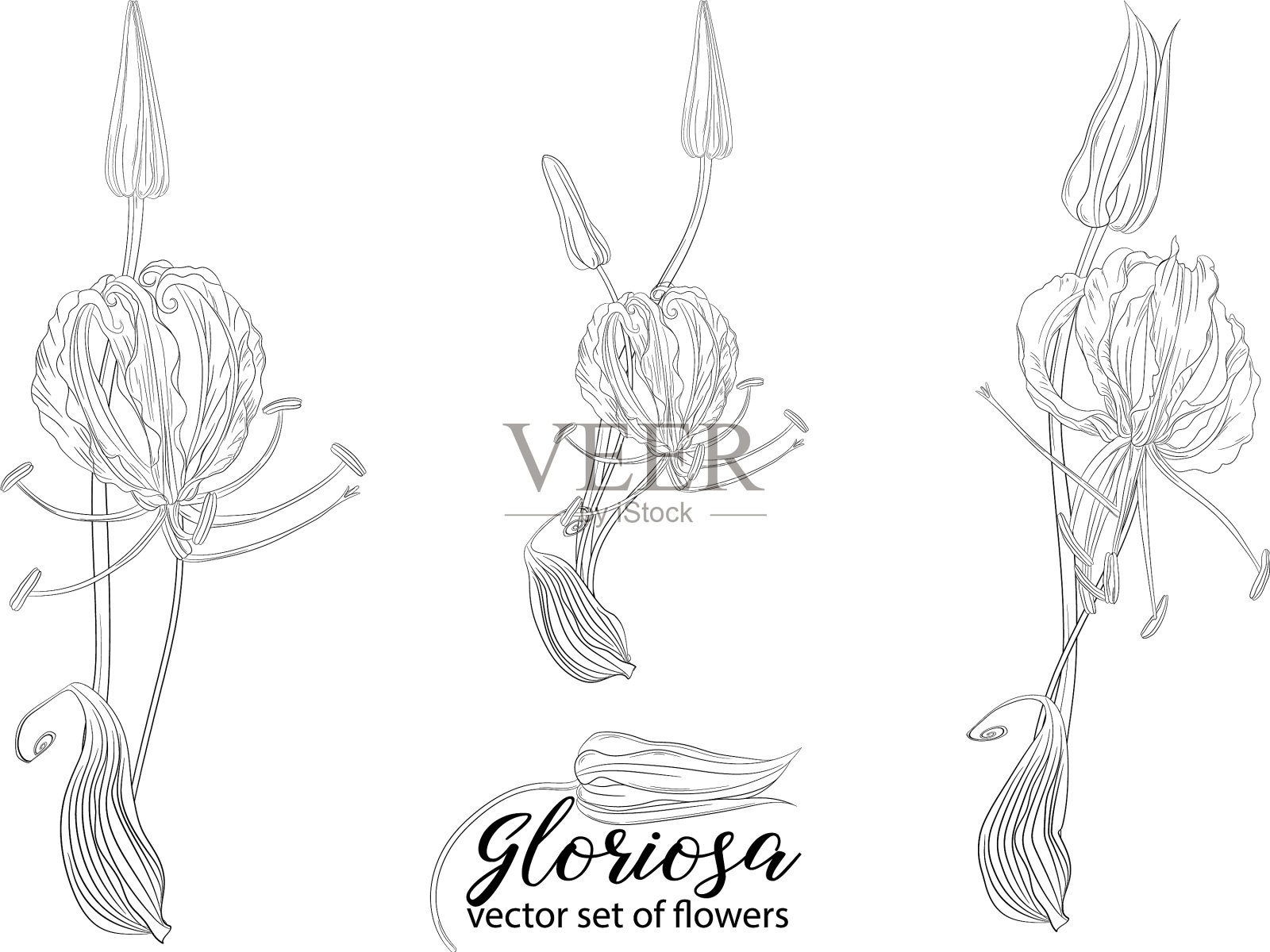 花和珠子的荣耀插画图片素材