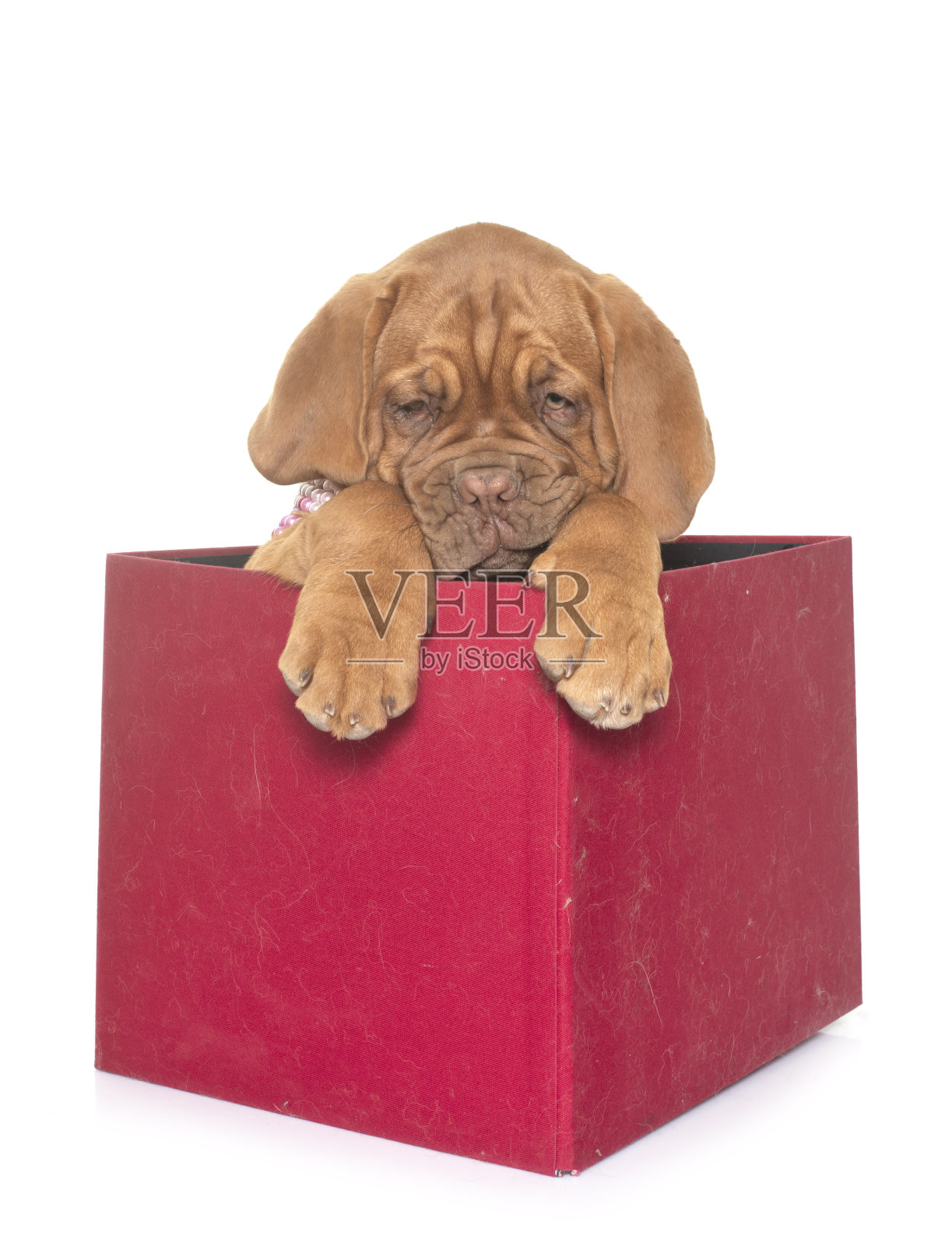 小狗波尔多獒照片摄影图片