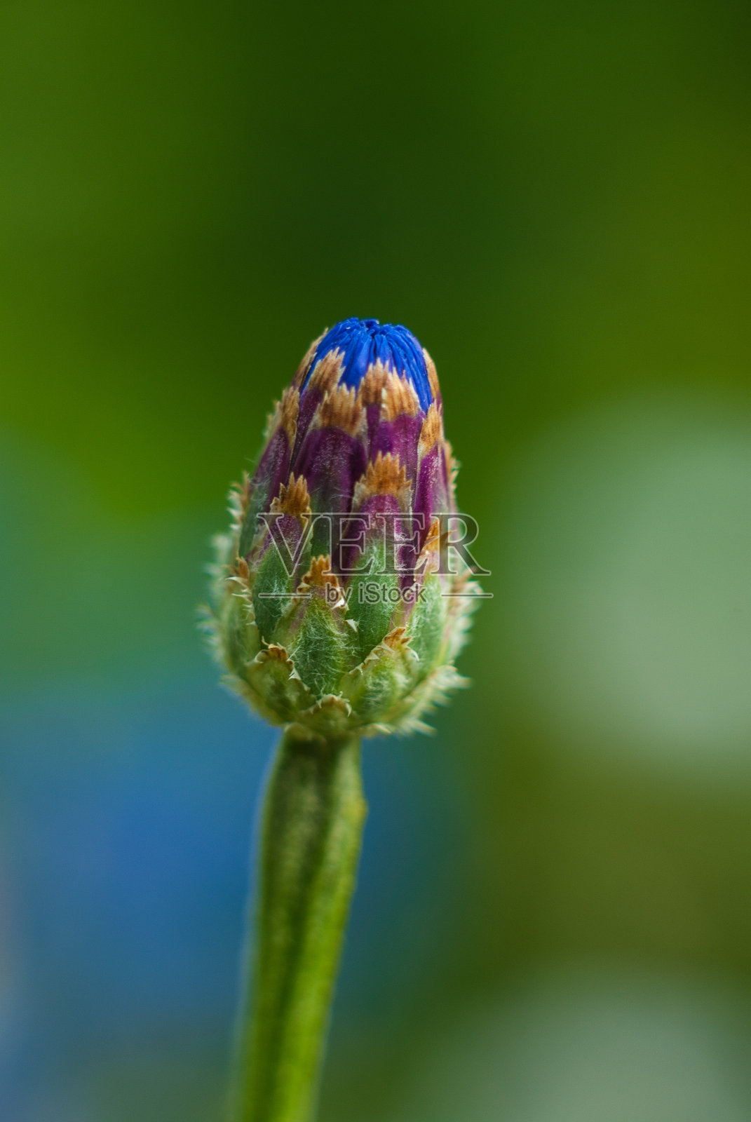 矢车菊芽照片摄影图片