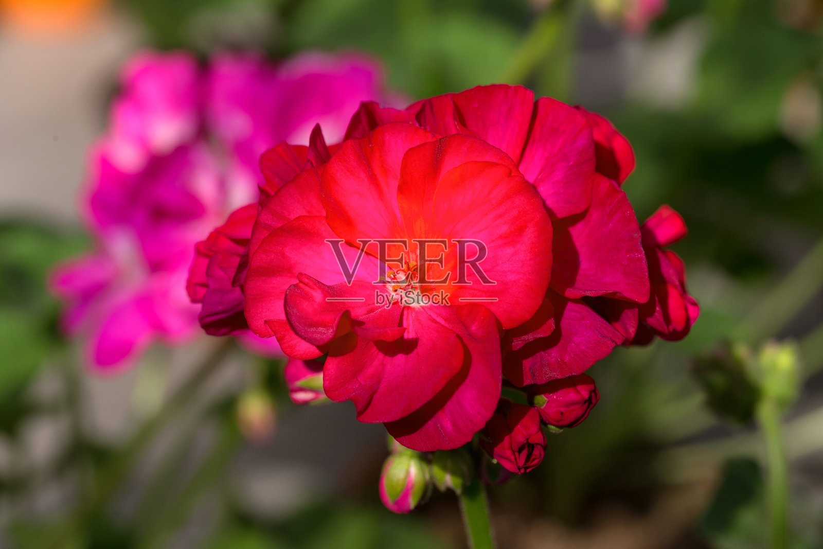 重复红花,选择性聚焦。花的背景照片摄影图片