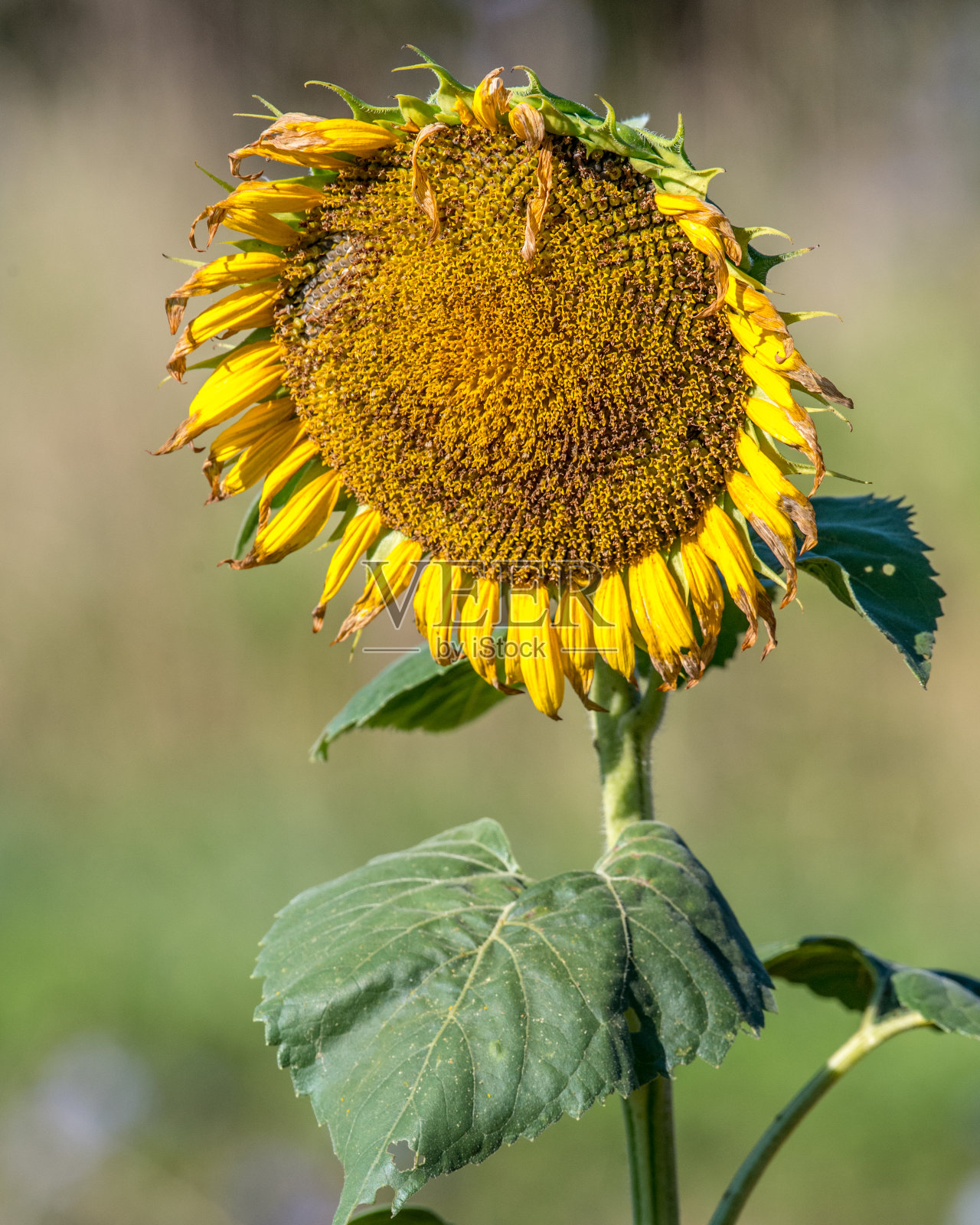 田野里的黄色向日葵照片摄影图片