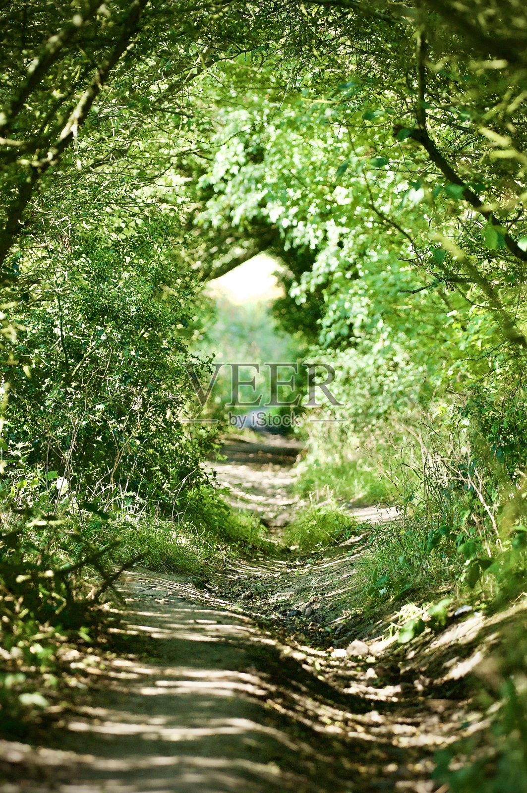 林地走照片摄影图片
