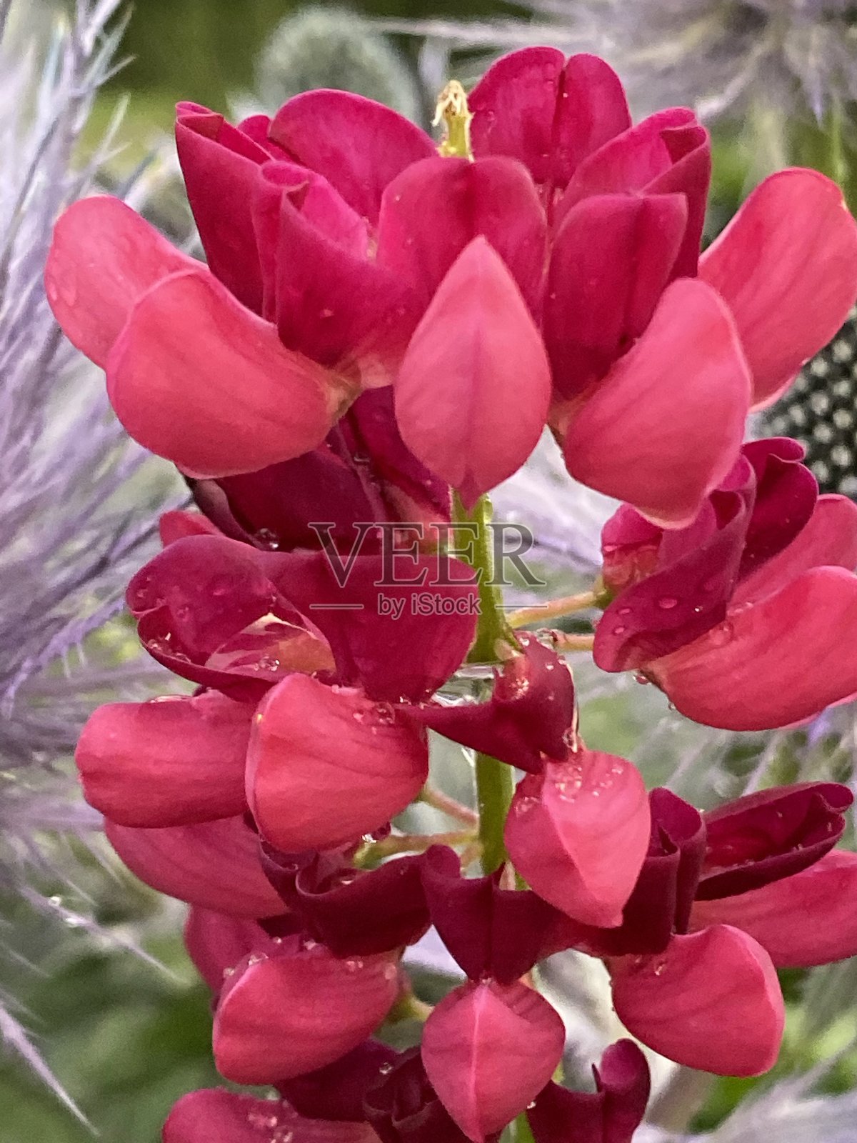 任何颜色的花照片摄影图片