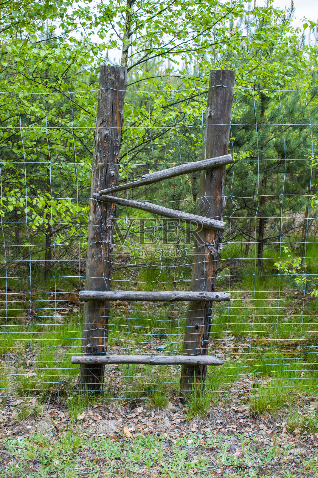 古老的木门在绿色的森林里照片摄影图片