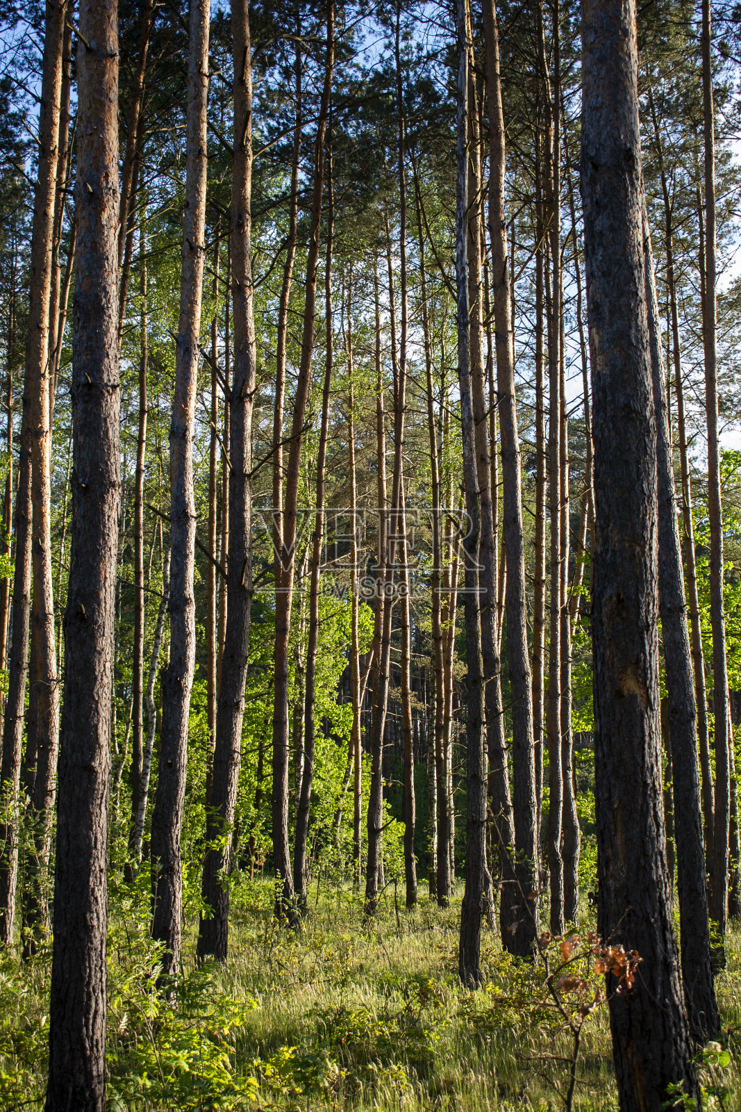 阳光明媚的树林里,细长的高树照片摄影图片