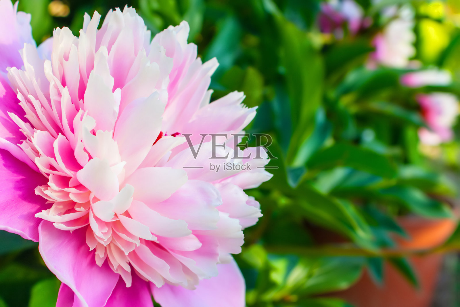 夏日花园里美丽的粉红牡丹照片摄影图片