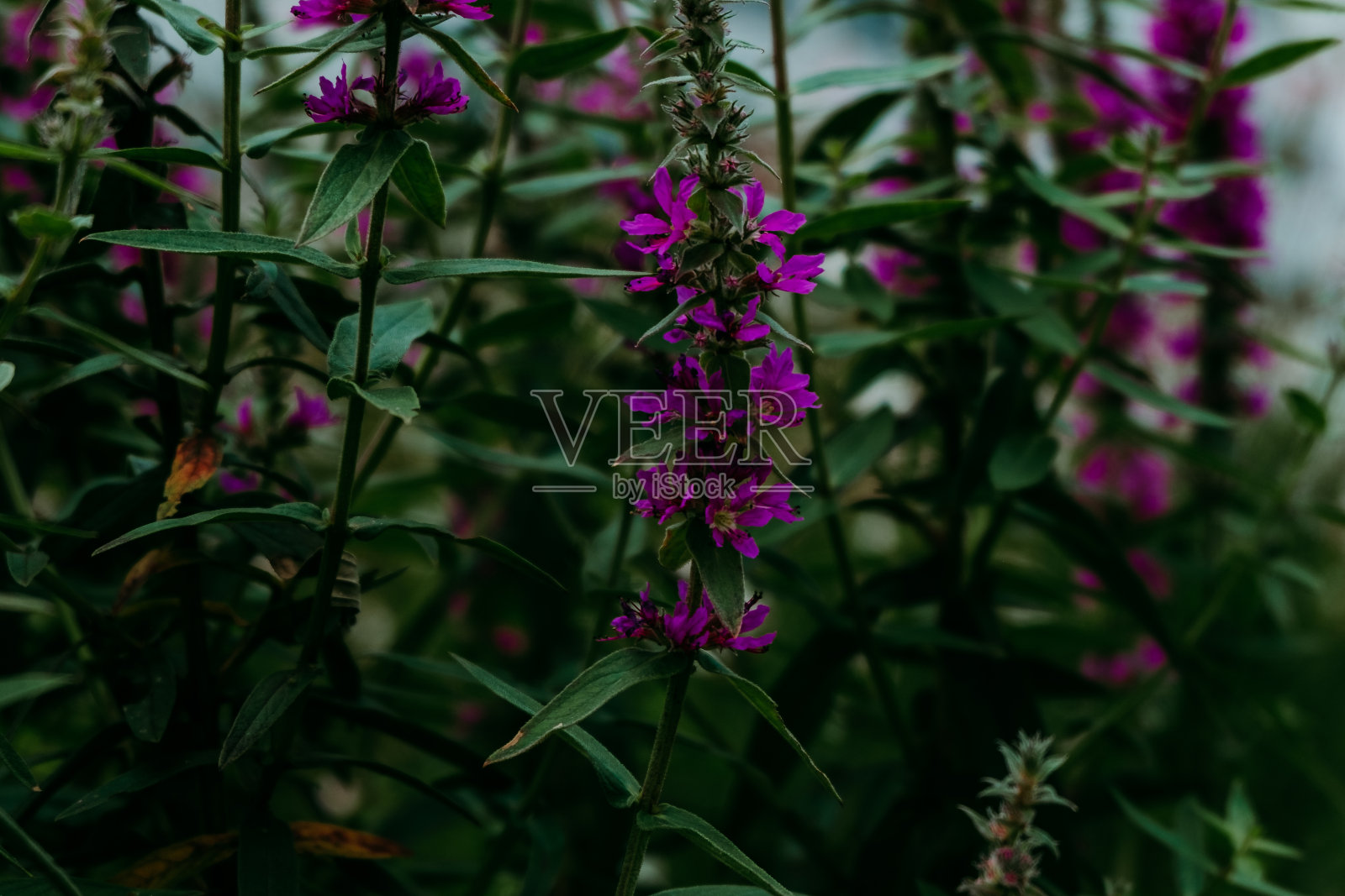 粉红色的花在城市的中心照片摄影图片