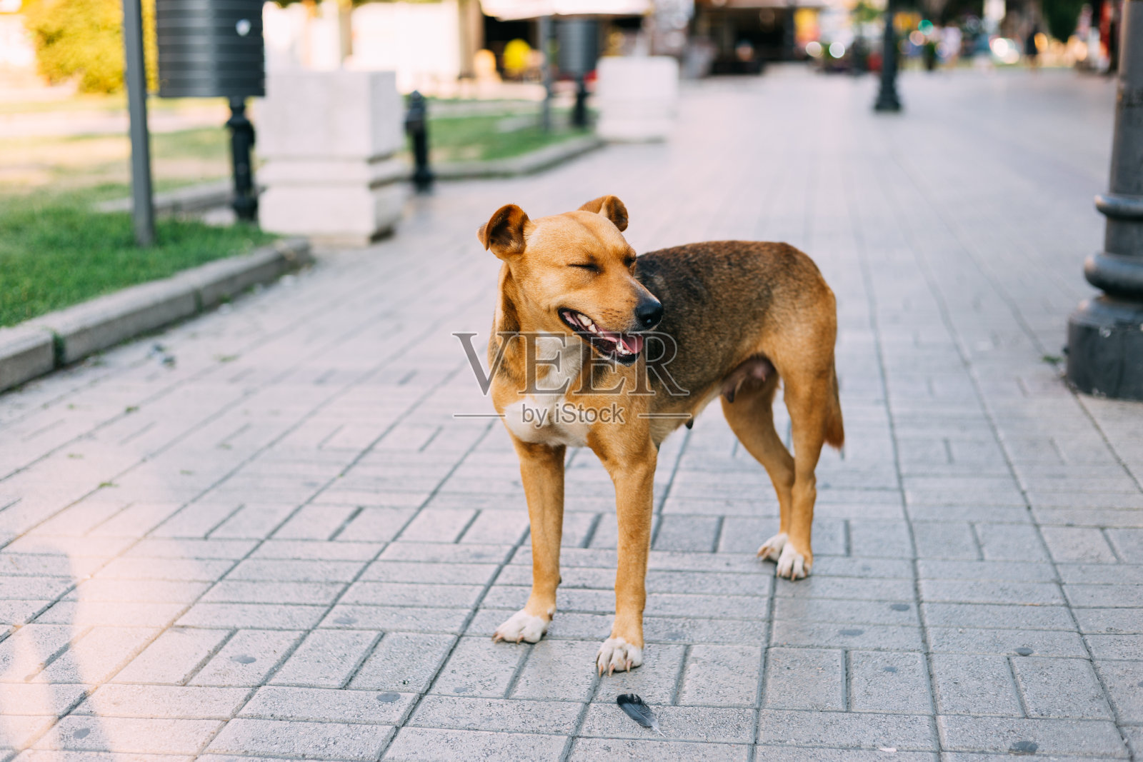 城市广场上的流浪狗照片摄影图片