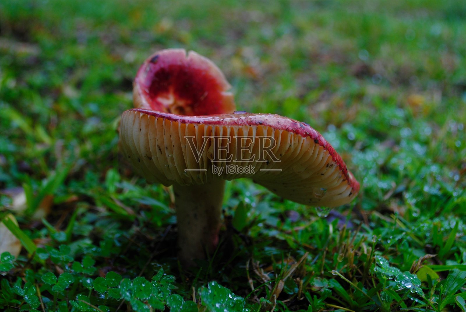 红菇属照片摄影图片