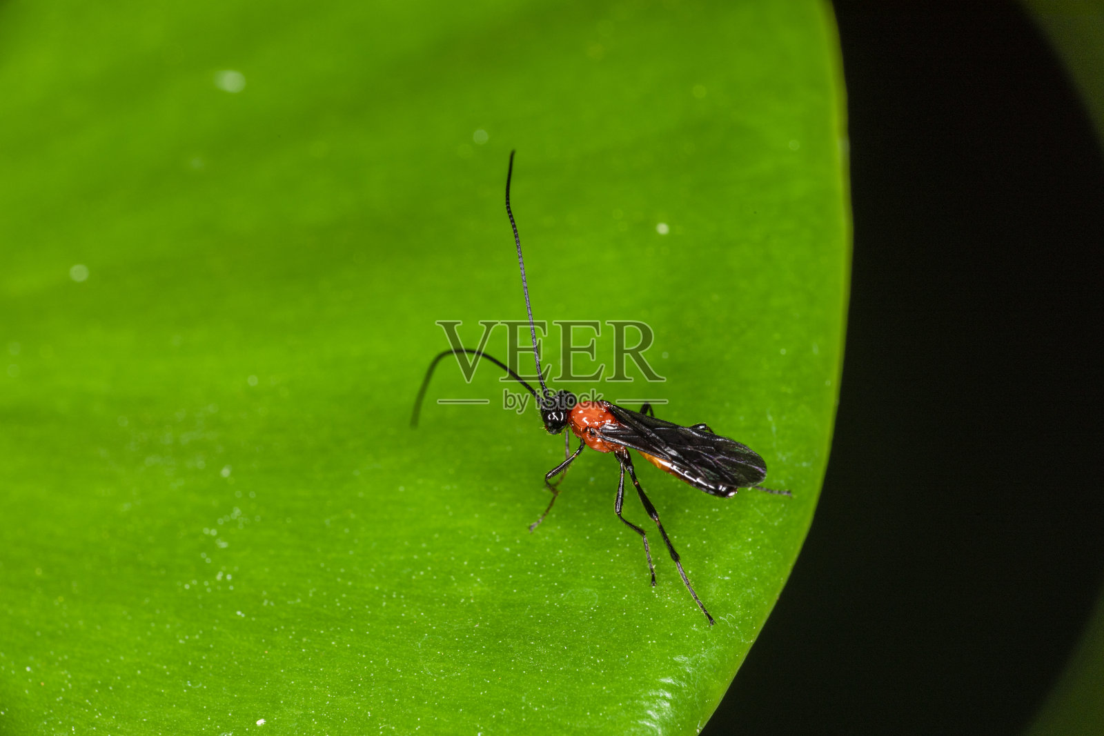 小昆虫微距摄影照片摄影图片