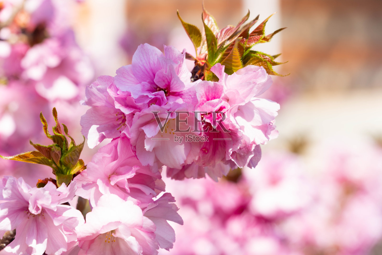 粉红色的樱花——Cerasus serrulata ' Mollis '正在盛开照片摄影图片